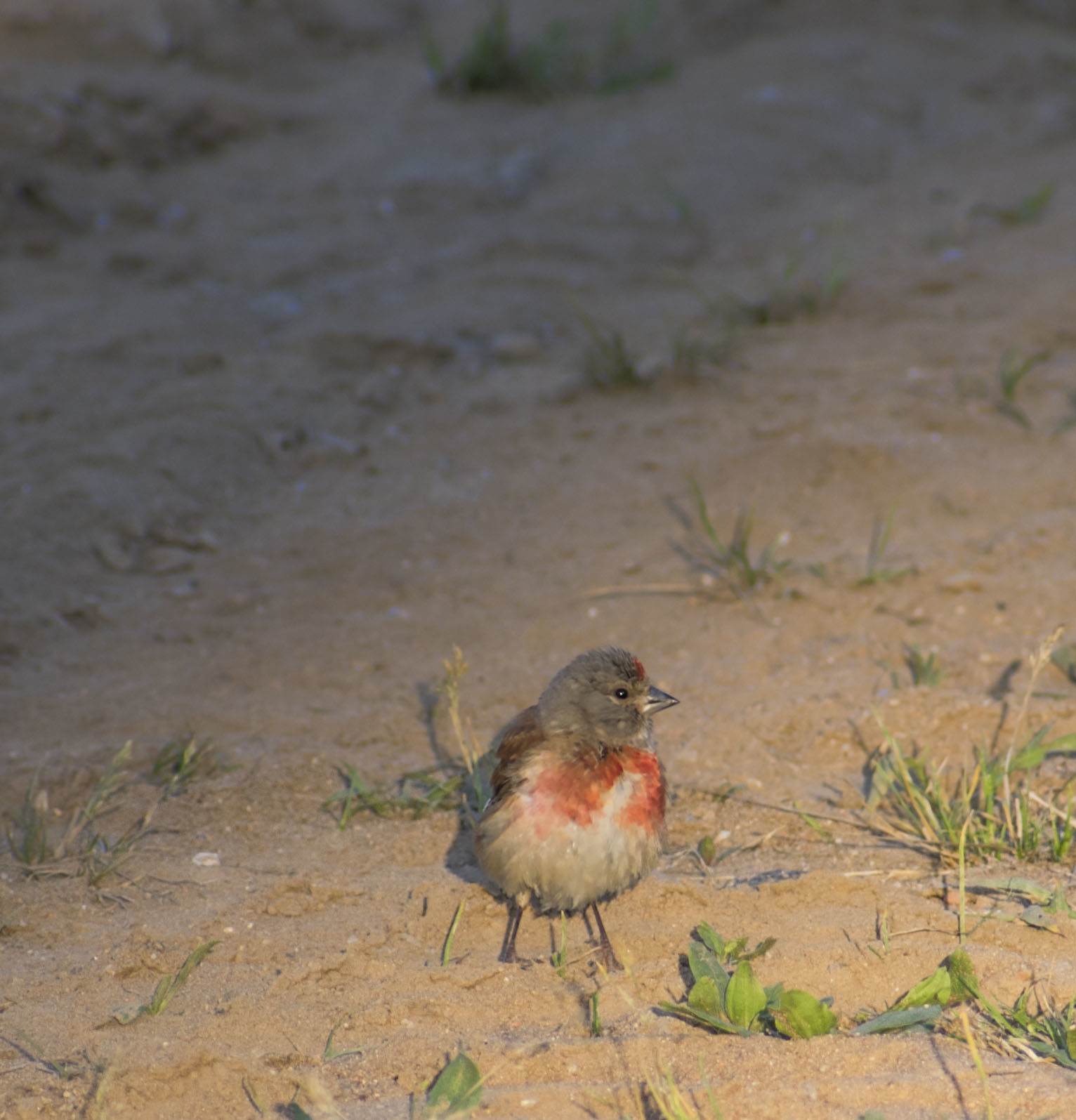 Near the river - My, Birds, Summer, Nature, Schelkovo, July, Walk, Animals, Photo hunting, , In the animal world, Longpost, The photo