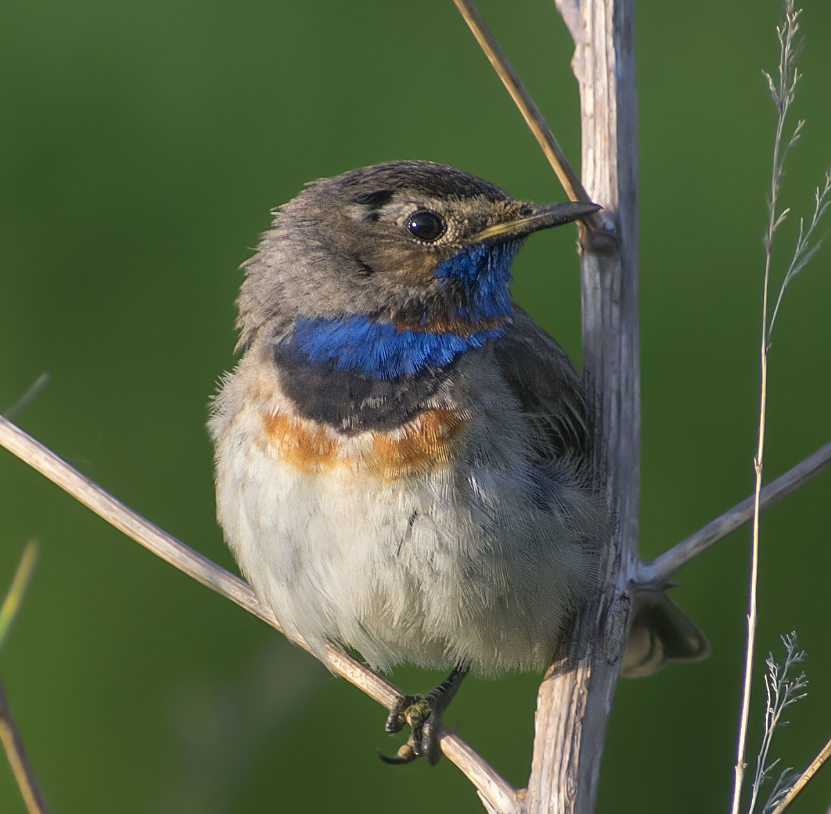 Near the river - My, Birds, Summer, Nature, Schelkovo, July, Walk, Animals, Photo hunting, , In the animal world, Longpost, The photo