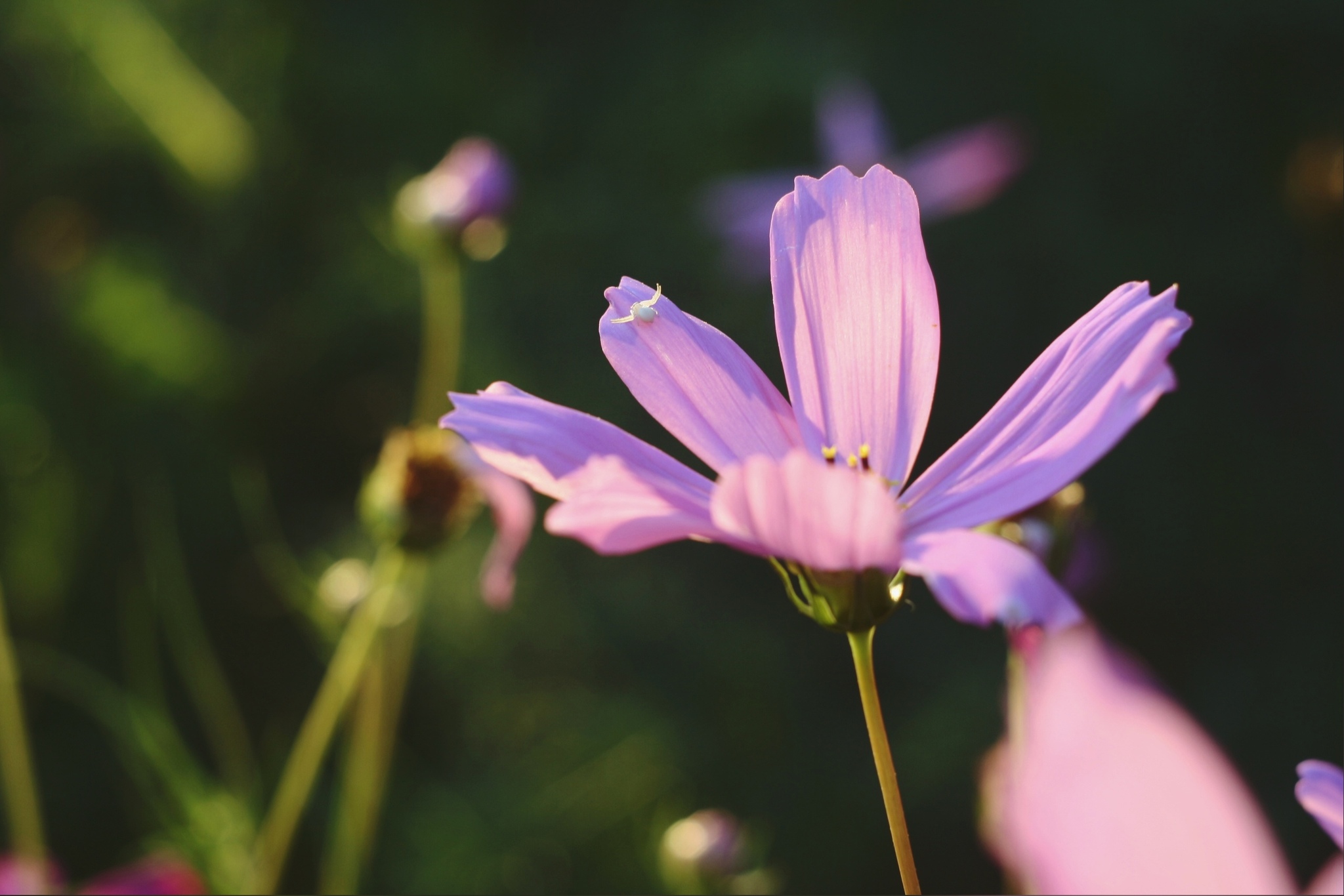 summer photos - My, The photo, Canon, Helios, Longpost