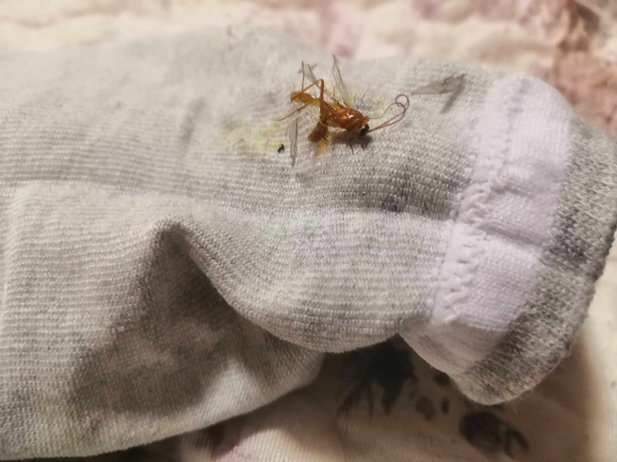 Bitten by a strange mosquito - My, Mosquitoes, Insects, Longpost