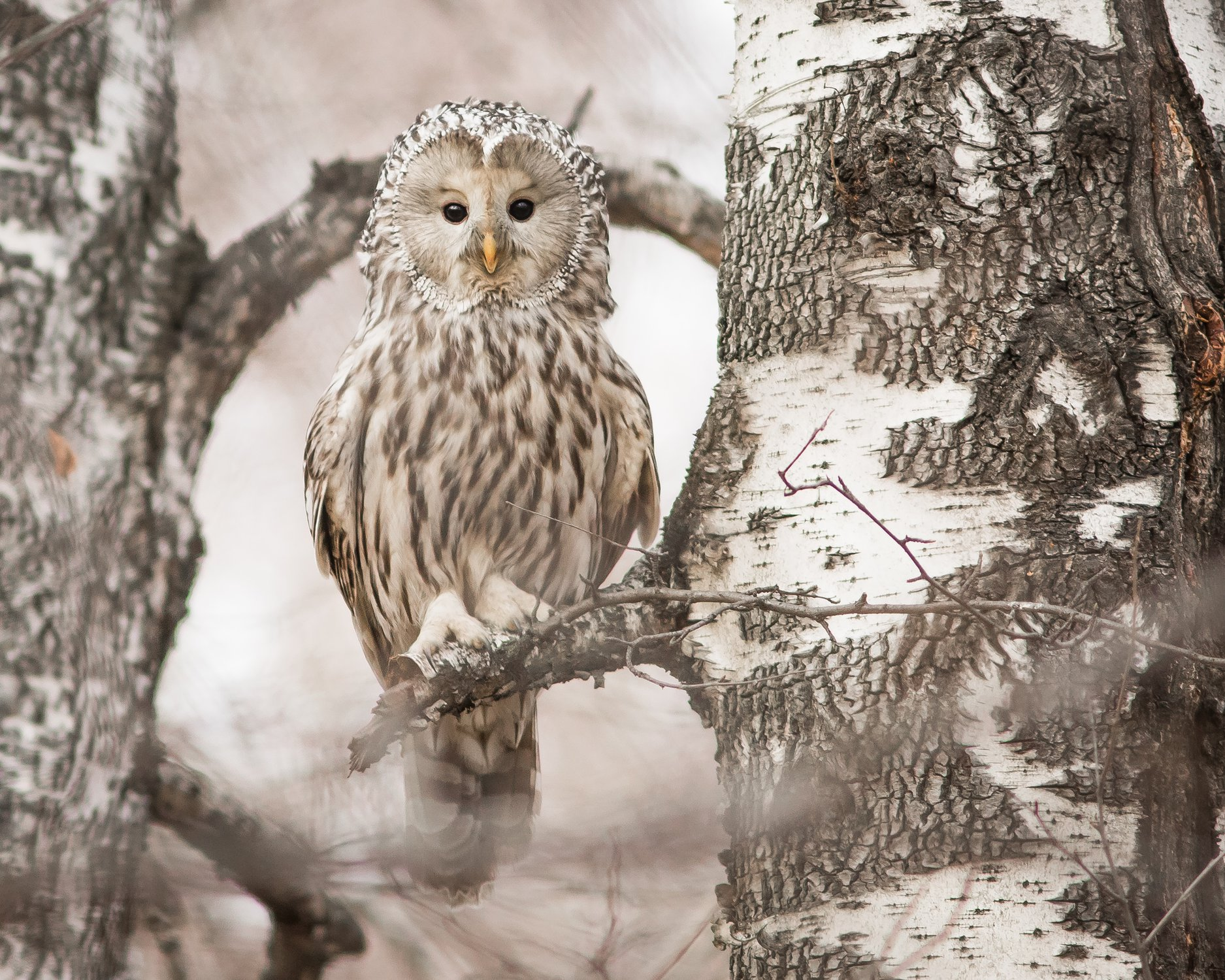 Among the birches - Long-tailed owl, Tawny owl, Owls, Predator birds, Birds, Wild animals, The national geographic, The photo, , wildlife, Birch, beauty of nature, Animals