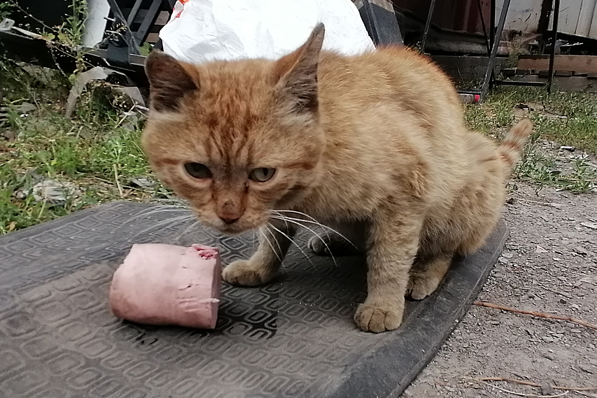 Continuation of the post Red Cat - My, cat, Redheads, Sausage, Reply to post, Longpost