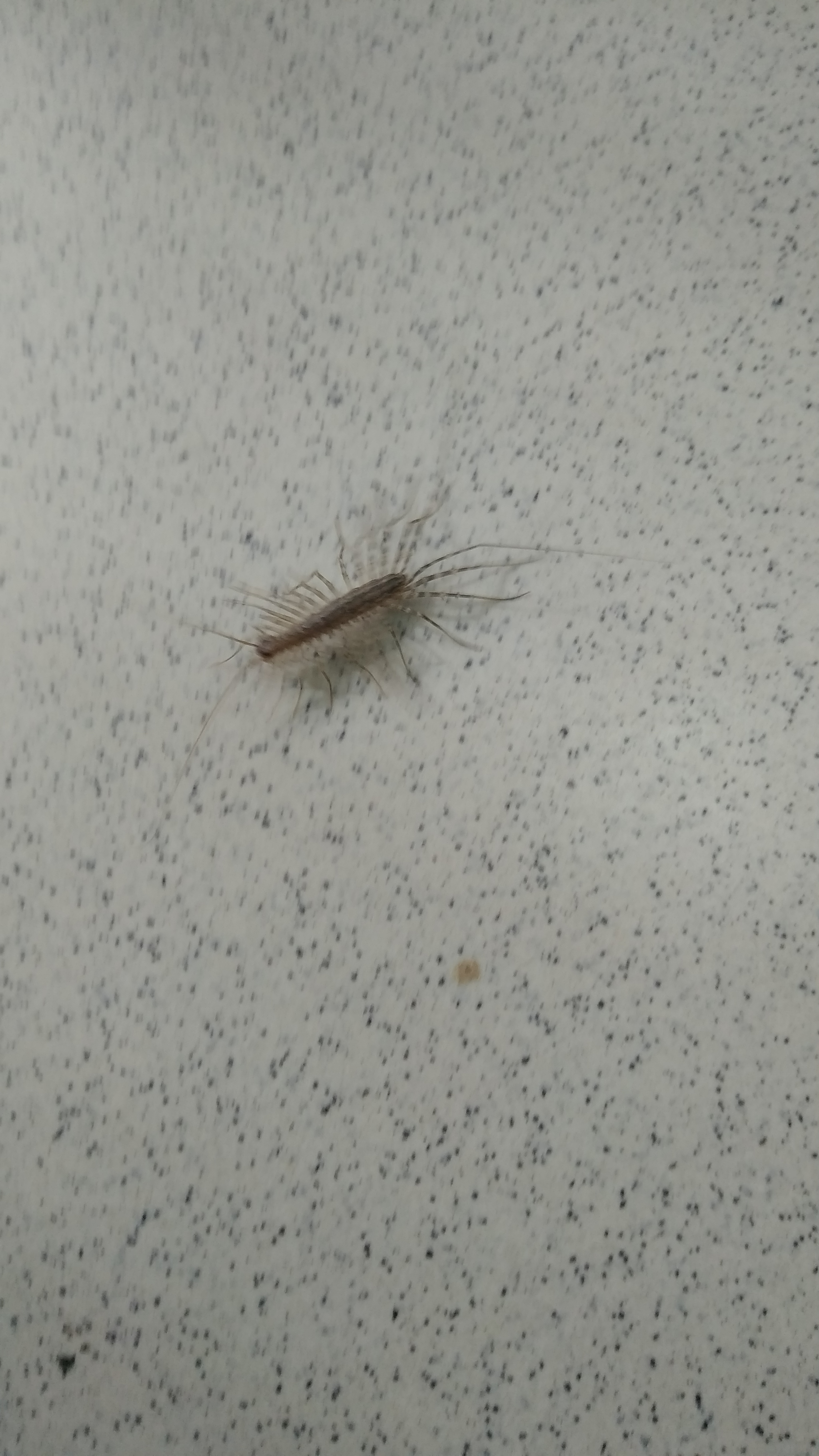 What kind of beast? - Insects, Question