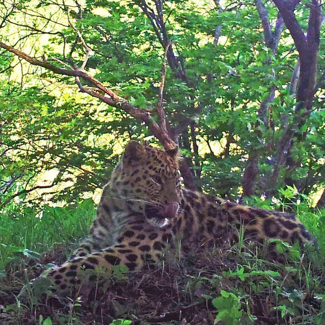 No peeking! - Leopard, Far Eastern leopard, Big cats, Cat family, Дальний Восток, Predator, Wild animals, Interesting, , Land of the Leopard, Reserves and sanctuaries, National park, Phototrap, Longpost, Washing