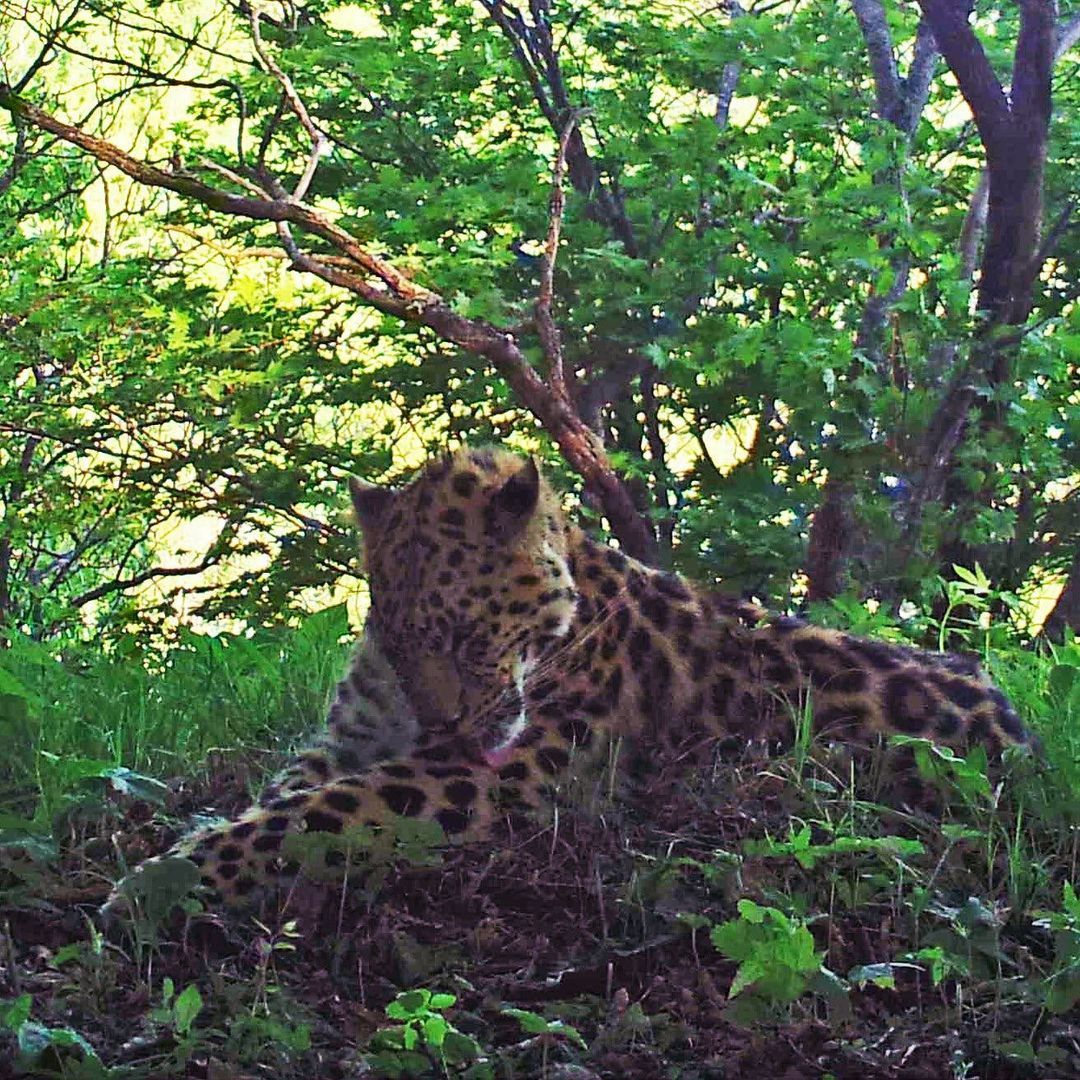 No peeking! - Leopard, Far Eastern leopard, Big cats, Cat family, Дальний Восток, Predator, Wild animals, Interesting, , Land of the Leopard, Reserves and sanctuaries, National park, Phototrap, Longpost, Washing