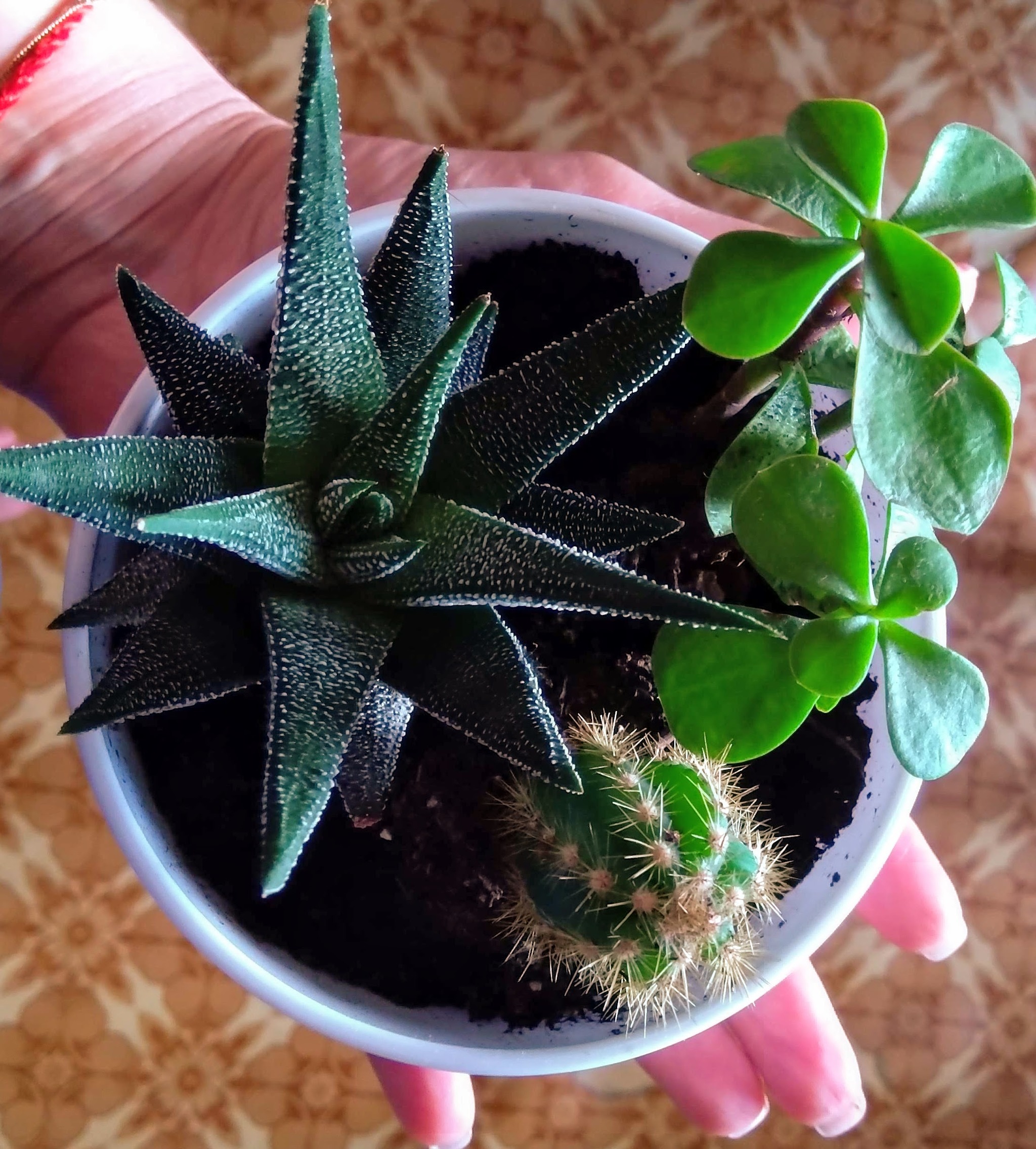 How I Became a Succulent Collector - My, Hobby, Plants, Succulents, Echeveria, Video, Longpost