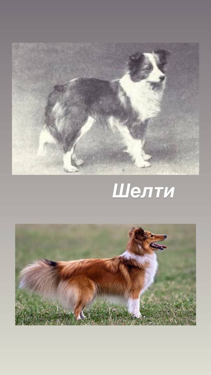 How dogs have changed in the last 100 years - My, Dog breeds, Dog, Pug, Dachshund, Doberman, Samoyed, Beagle, Rottweiler, Longpost, Sheltie, , English bulldog, Akita inu, West Highland White Terrier