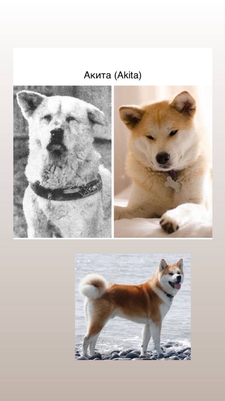 How dogs have changed in the last 100 years - My, Dog breeds, Dog, Pug, Dachshund, Doberman, Samoyed, Beagle, Rottweiler, Longpost, Sheltie, , English bulldog, Akita inu, West Highland White Terrier