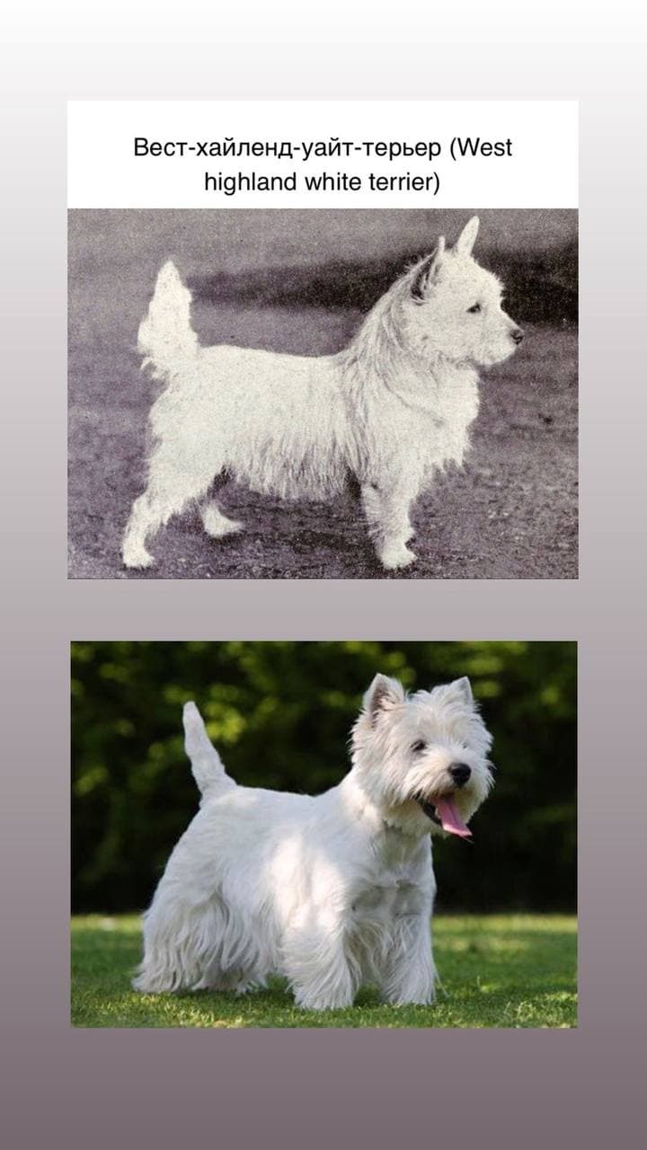 How dogs have changed in the last 100 years - My, Dog breeds, Dog, Pug, Dachshund, Doberman, Samoyed, Beagle, Rottweiler, Longpost, Sheltie, , English bulldog, Akita inu, West Highland White Terrier