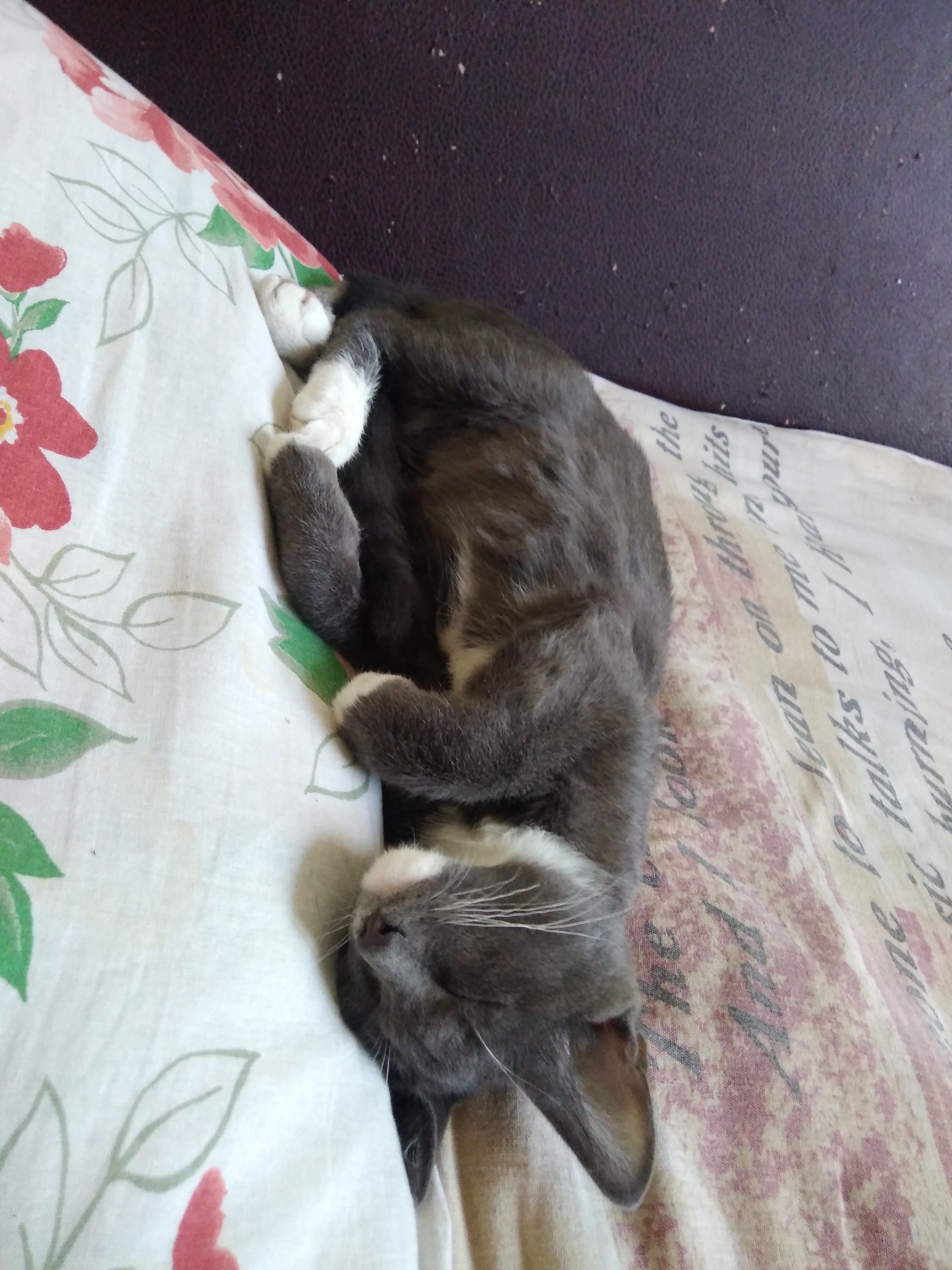 The cat is sleeping - My, Milota, cat, Dream, Pets