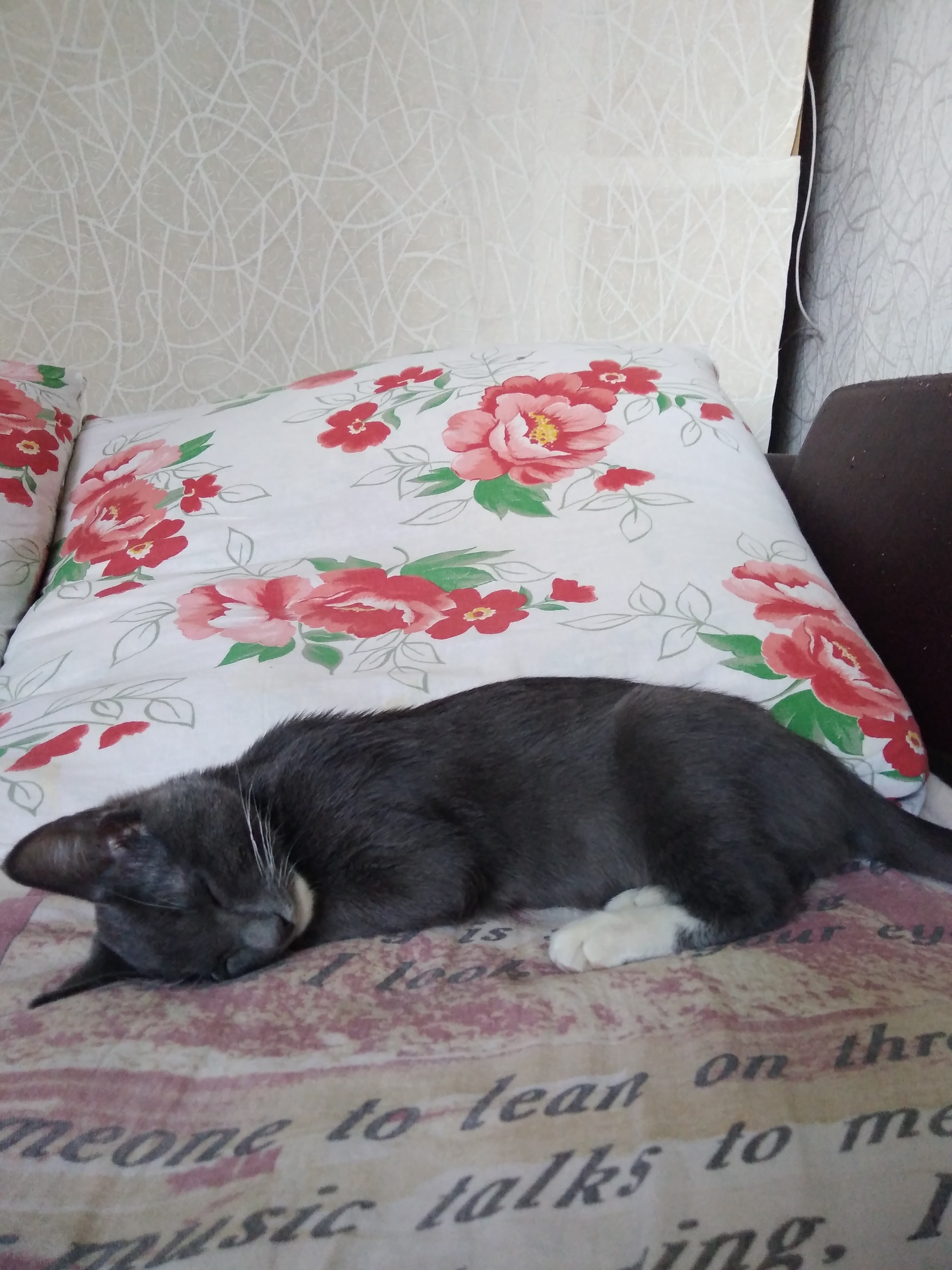 Sleeping sweetly - My, cat, Milota