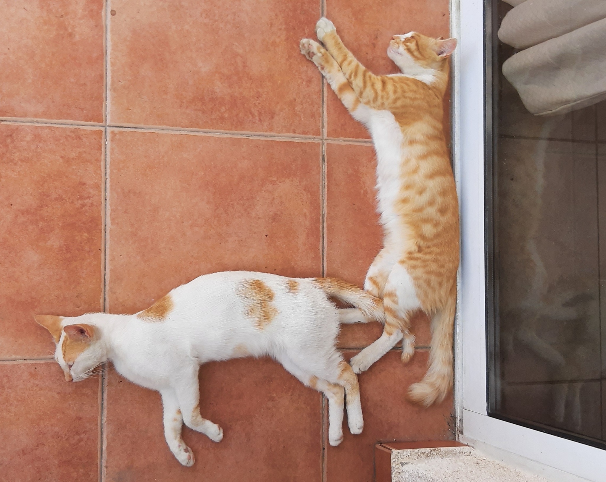 Ninety degree cats ;) - My, Kittens, Cyprus, cat