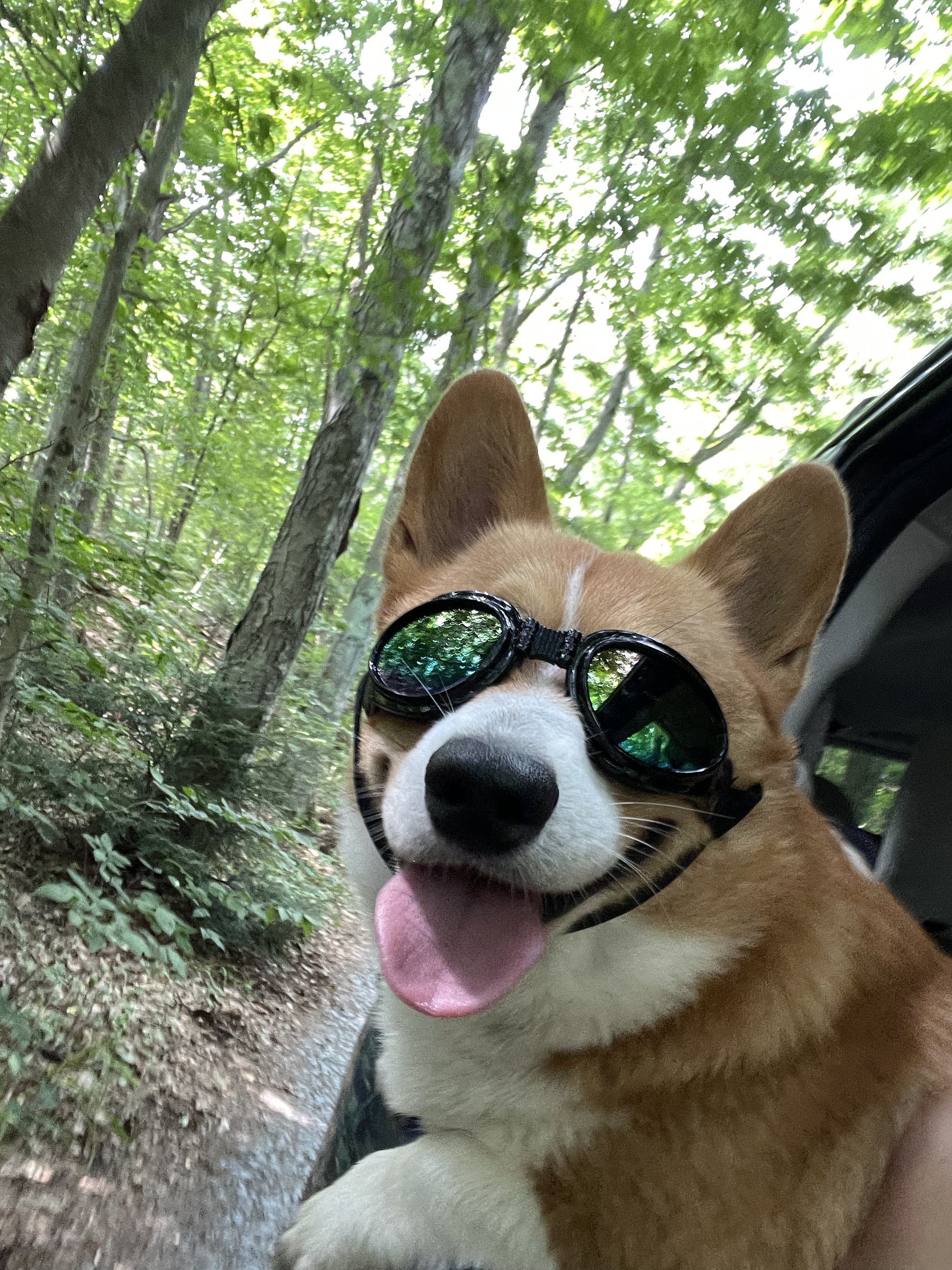 Olive and glasses - My, Dog, Goggles, Summer, Longpost