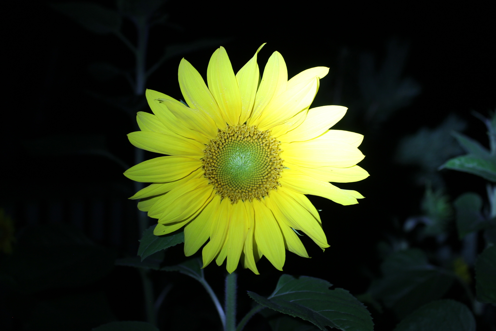 night sunflower - My, Sunflower, Night