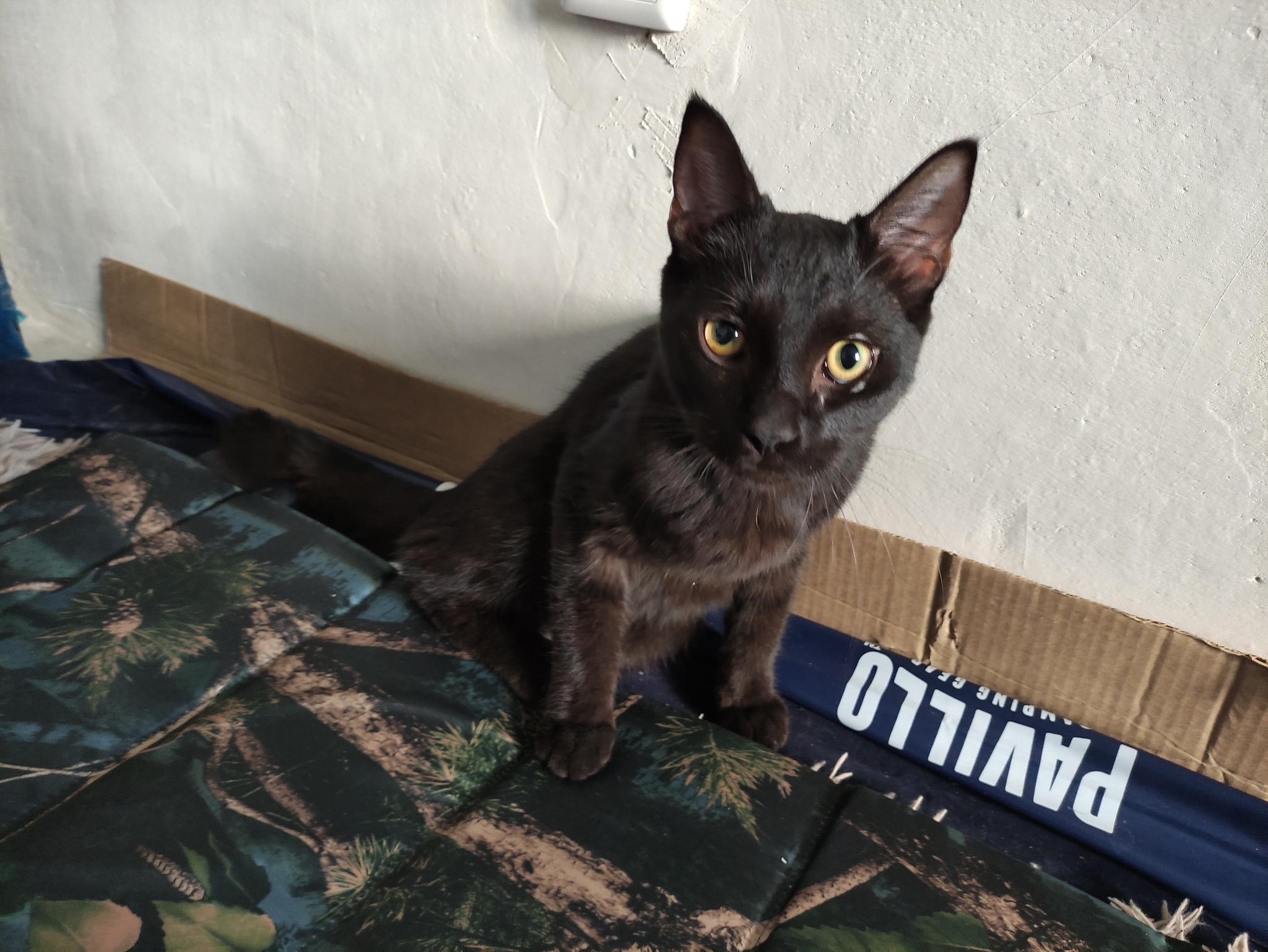 Tyumen. Found a cat - My, Found, Lost, cat, Longpost, Found a cat, Tyumen, No rating, Black cat