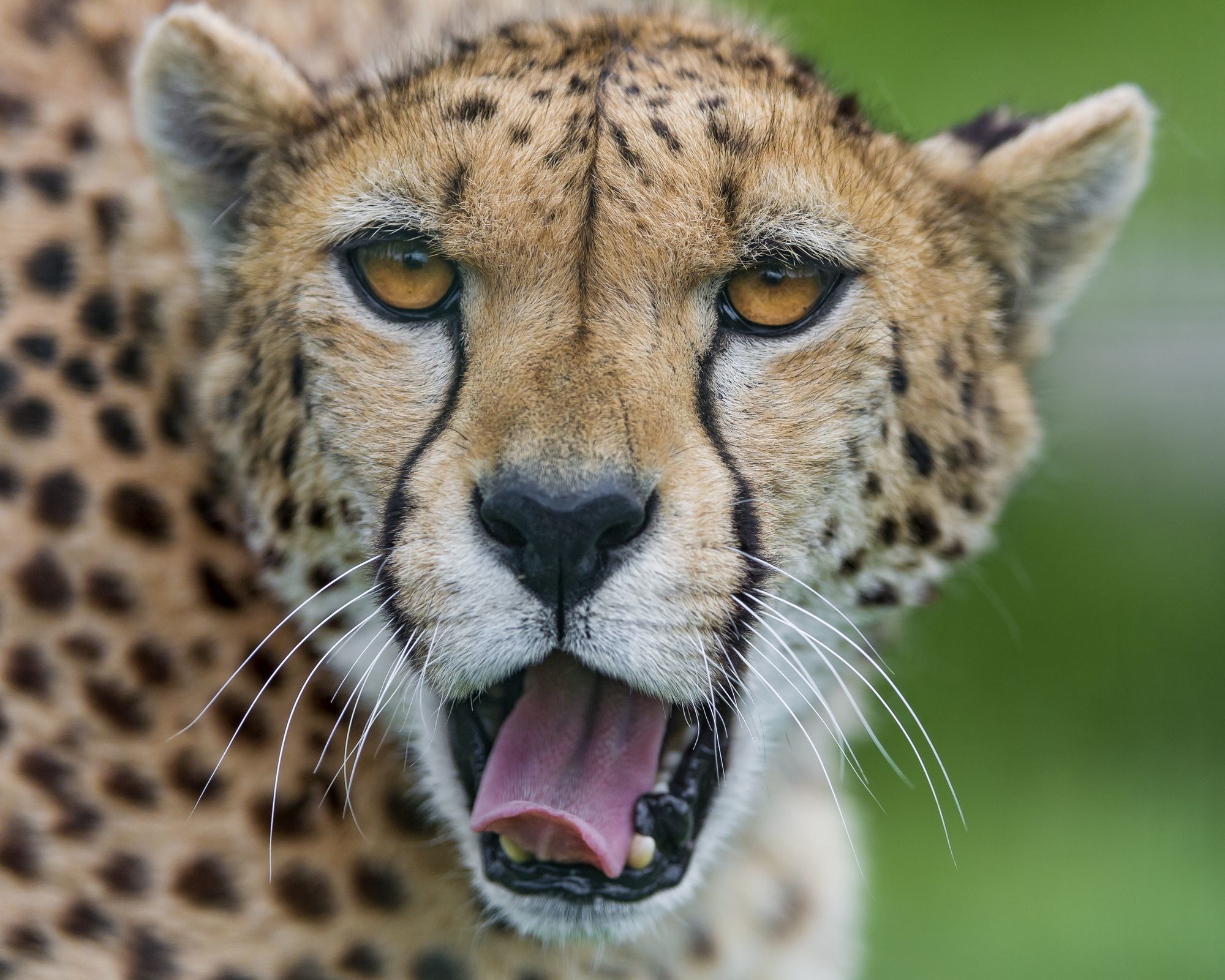 Cheetahs - Cheetah, Small cats, Cat family, Animals, Zoo, The photo, Longpost