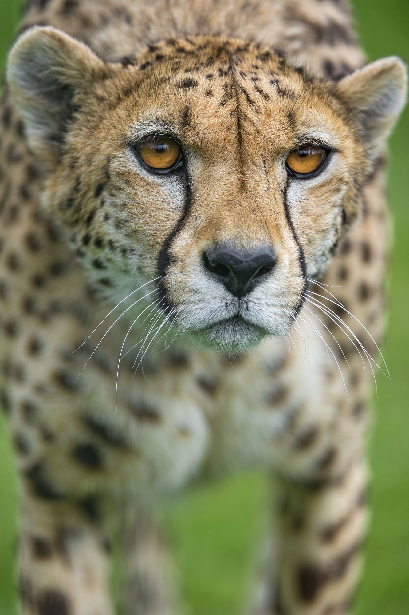 Cheetahs - Cheetah, Small cats, Cat family, Animals, Zoo, The photo, Longpost