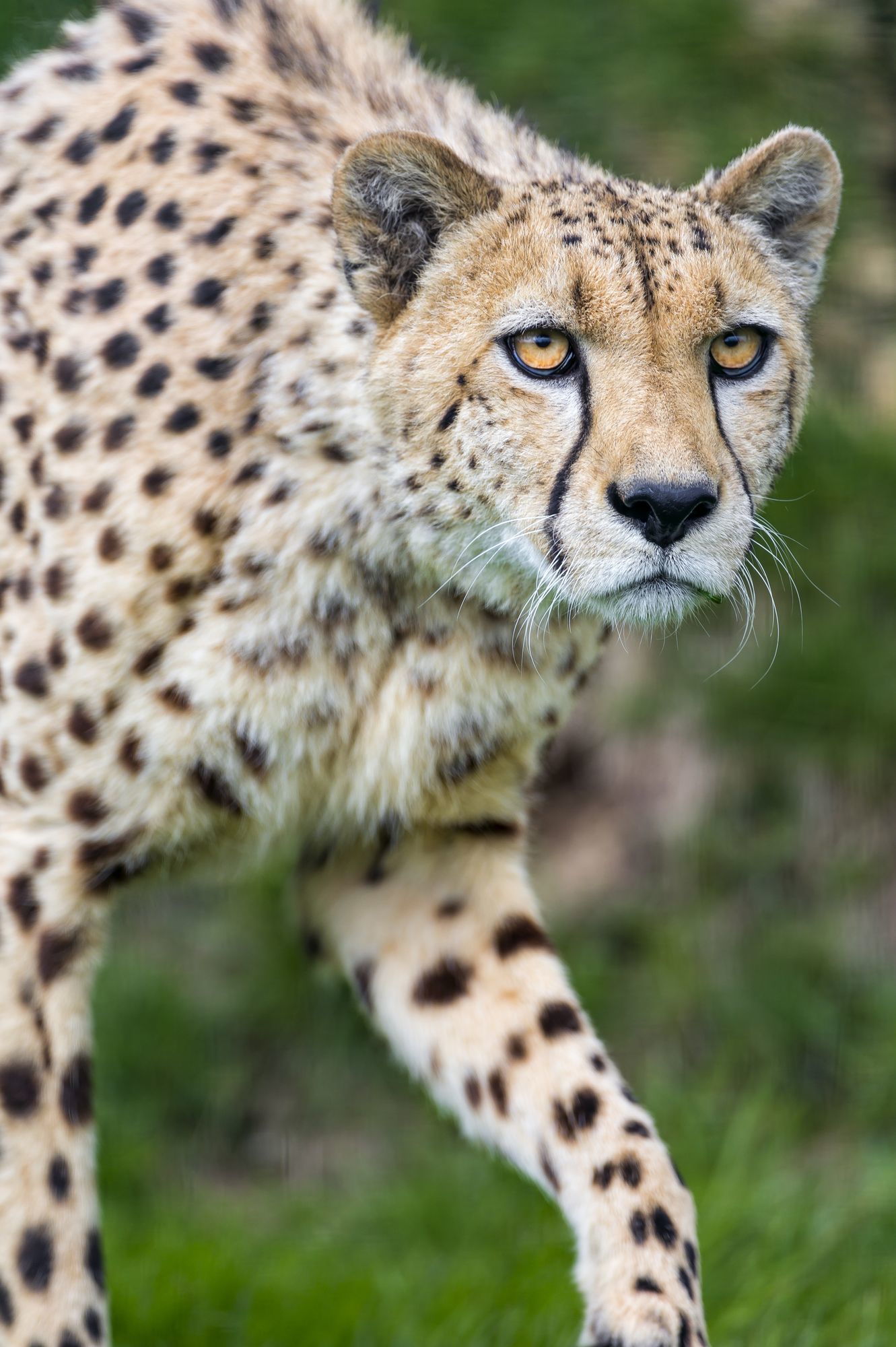 Cheetahs - Cheetah, Small cats, Cat family, Animals, Zoo, The photo, Longpost