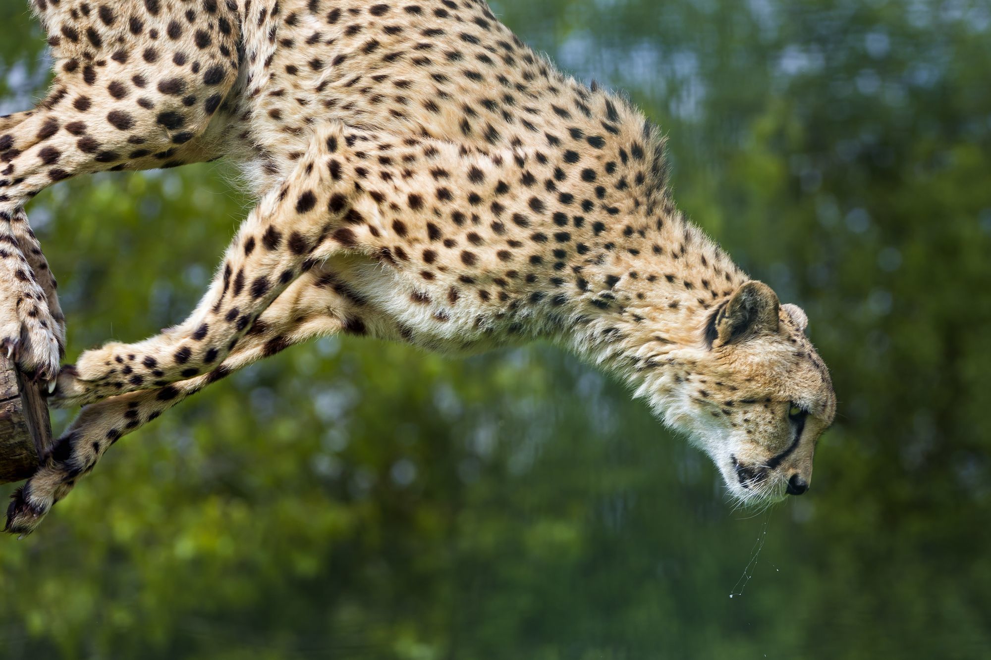 Cheetahs - Cheetah, Small cats, Cat family, Animals, Zoo, The photo, Longpost