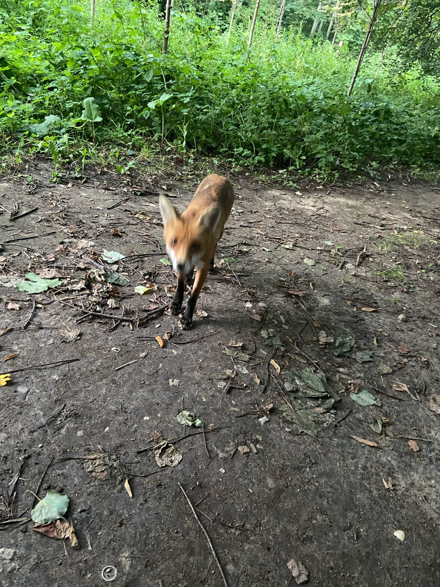 Fox in Kuzminsky park. - My, Fox, Fox cubs, The park, Kuzminki Park, Longpost