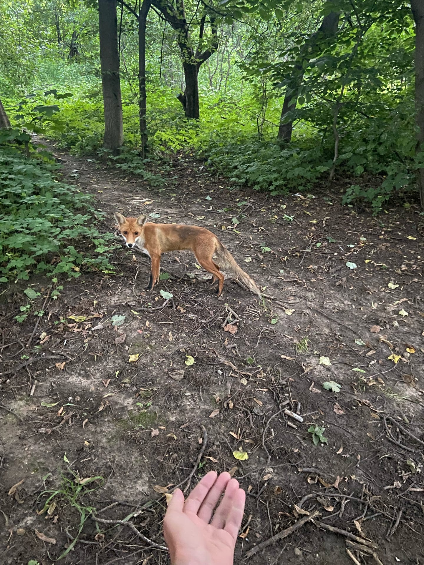 Fox in Kuzminsky park. - My, Fox, Fox cubs, The park, Kuzminki Park, Longpost