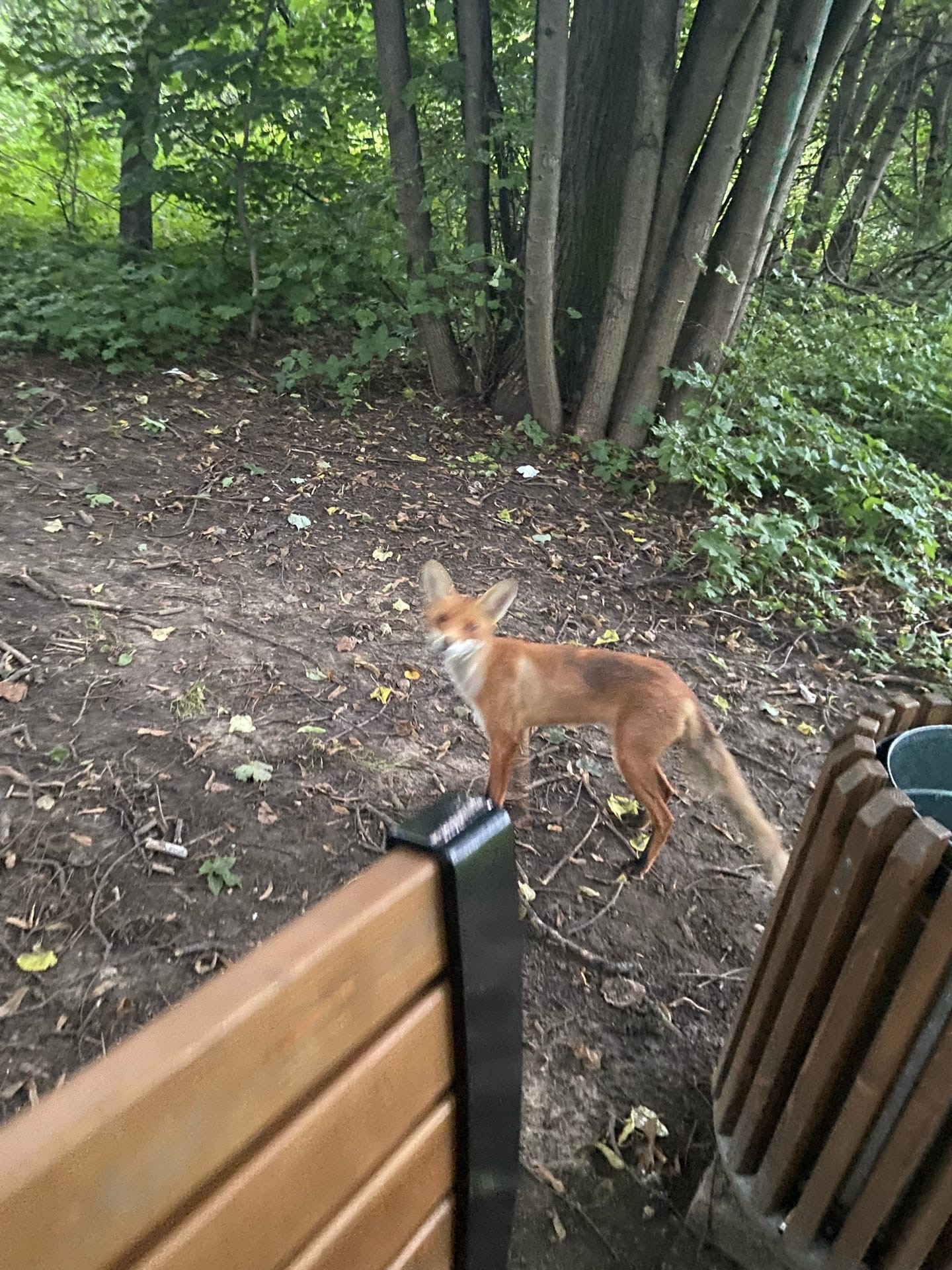 Fox in Kuzminsky park. - My, Fox, Fox cubs, The park, Kuzminki Park, Longpost