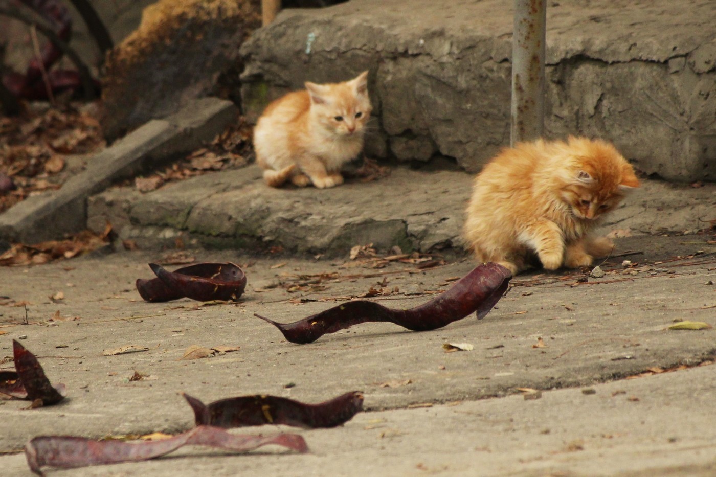 The mushrooms went - Redheads, cat