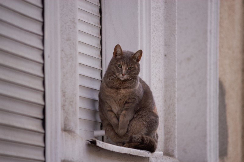 mise-en-scene - cat, Sight, Food, Request, Sparrow kisa