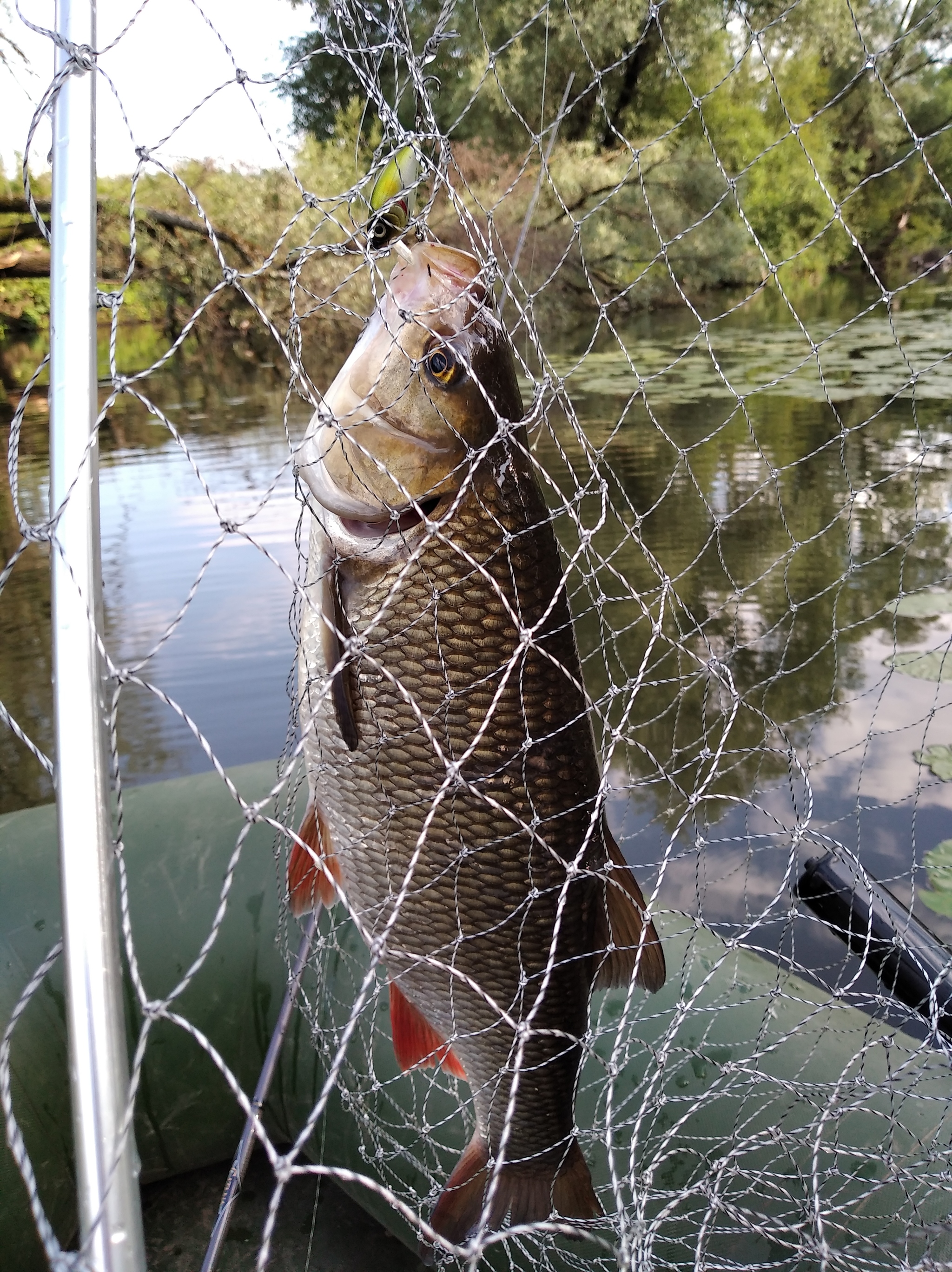 Ide for one and a half kilos on evening fishing on a small river - My, Ide, Chub, Pike, Spinning, Fishing, Summer, Relaxation, Video, Longpost