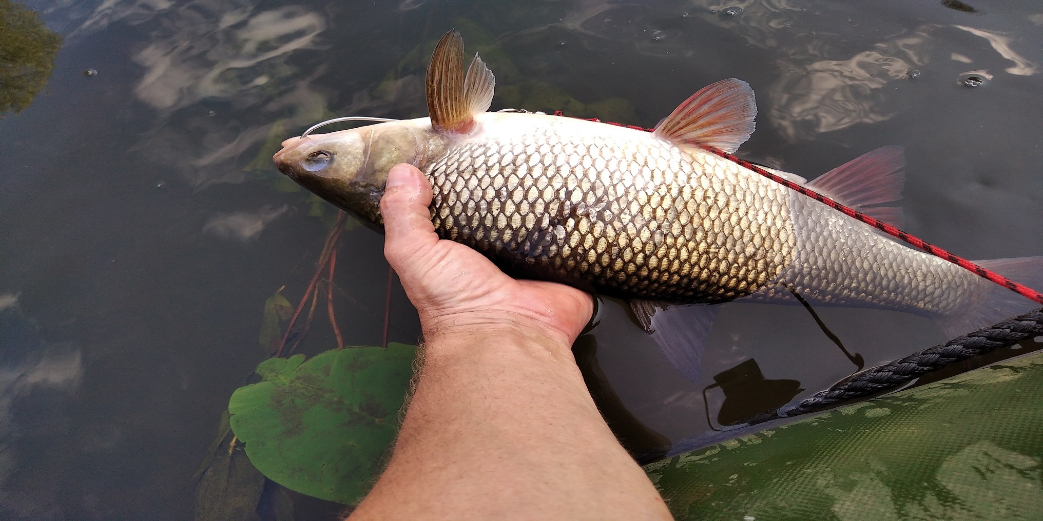 Ide for one and a half kilos on evening fishing on a small river - My, Ide, Chub, Pike, Spinning, Fishing, Summer, Relaxation, Video, Longpost