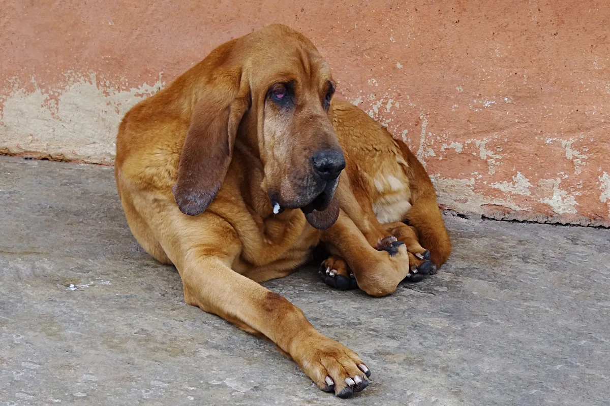 Bloodhound: advantages and disadvantages of an ancient hound breed with the character of a companion - Animals, Dog, Bloodhound, Yandex Zen, Longpost