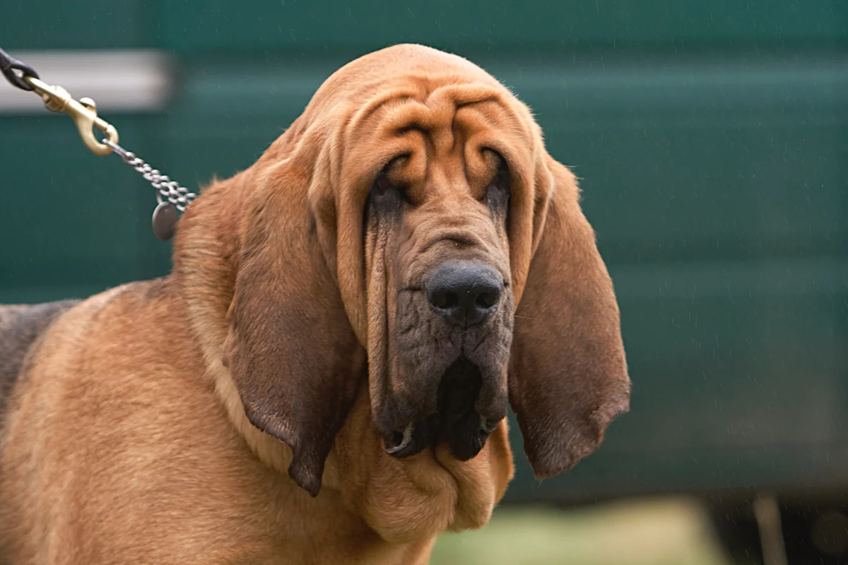 Bloodhound: advantages and disadvantages of an ancient hound breed with the character of a companion - Animals, Dog, Bloodhound, Yandex Zen, Longpost