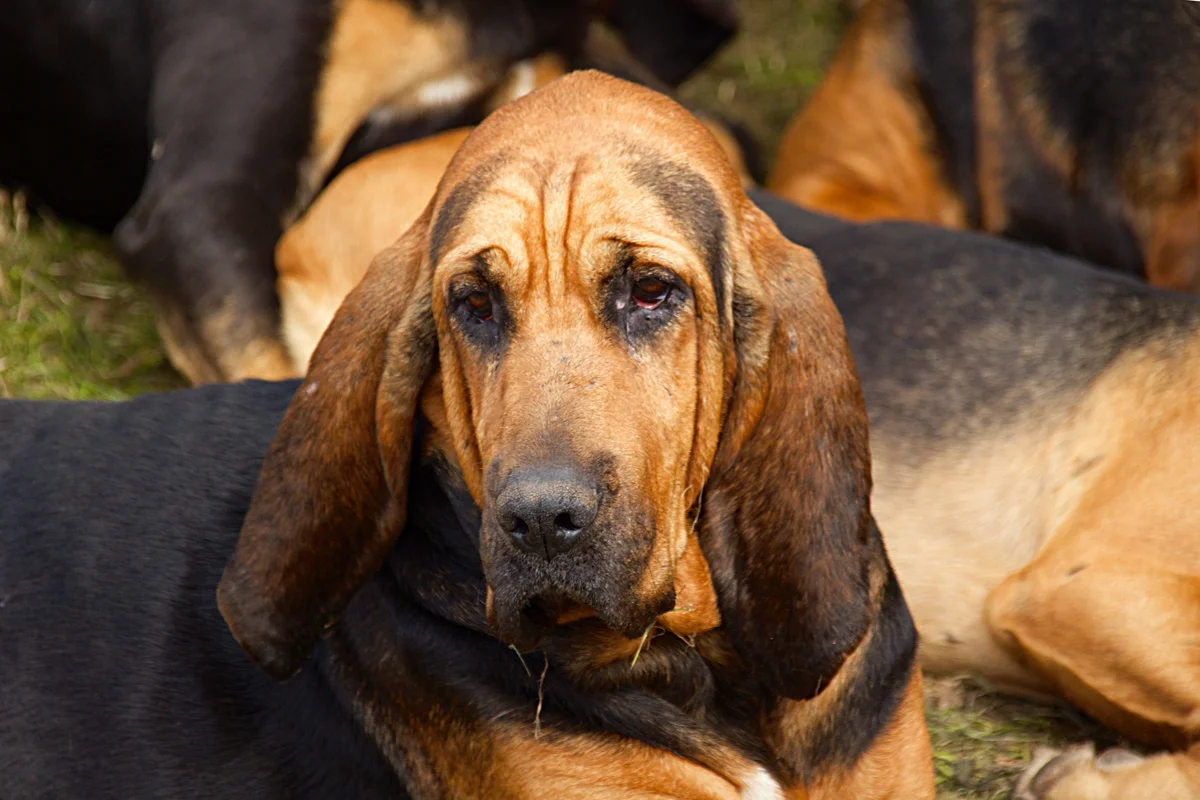 Bloodhound: advantages and disadvantages of an ancient hound breed with the character of a companion - Animals, Dog, Bloodhound, Yandex Zen, Longpost