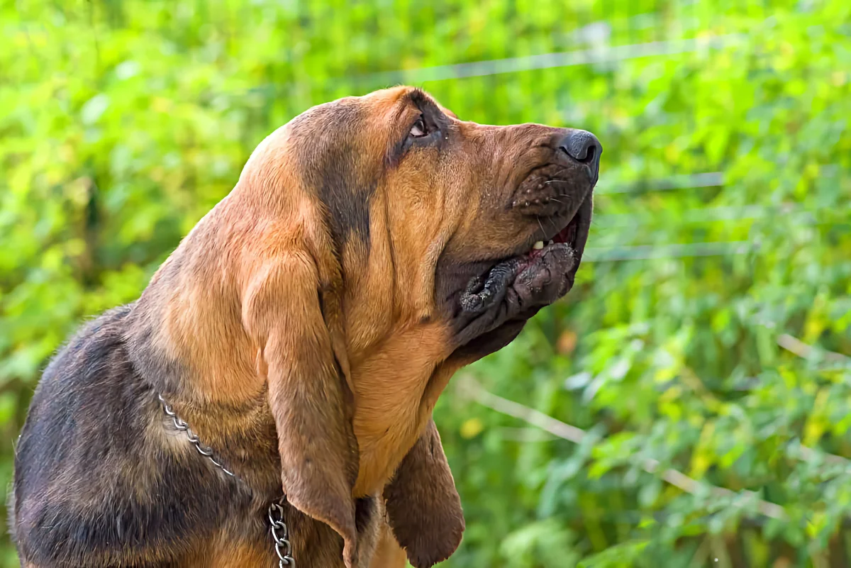 Bloodhound: advantages and disadvantages of an ancient hound breed with the character of a companion - Animals, Dog, Bloodhound, Yandex Zen, Longpost