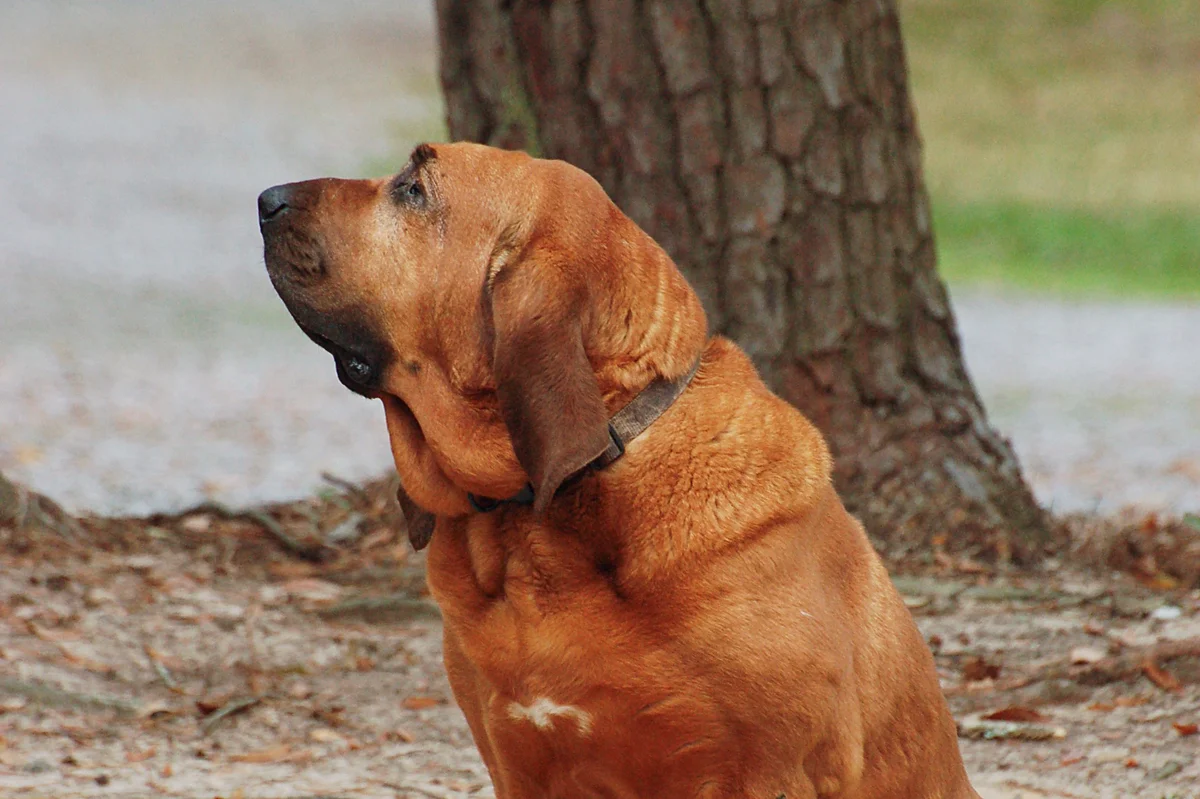 Bloodhound: advantages and disadvantages of an ancient hound breed with the character of a companion - Animals, Dog, Bloodhound, Yandex Zen, Longpost