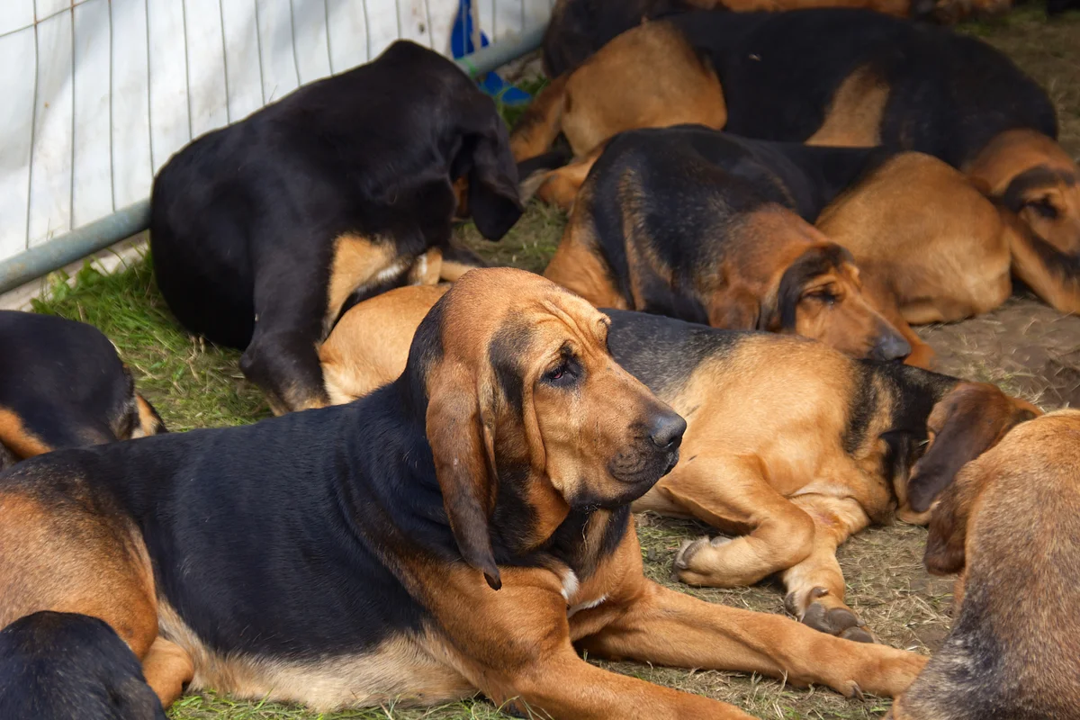 Bloodhound: advantages and disadvantages of an ancient hound breed with the character of a companion - Animals, Dog, Bloodhound, Yandex Zen, Longpost