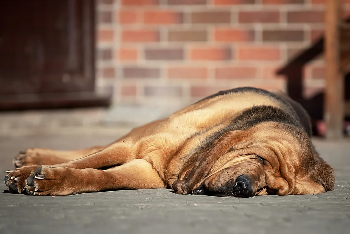 Bloodhound: advantages and disadvantages of an ancient hound breed with the character of a companion - Animals, Dog, Bloodhound, Yandex Zen, Longpost