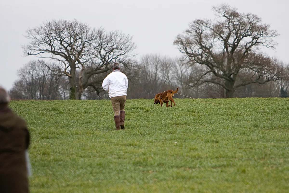 Bloodhound: advantages and disadvantages of an ancient hound breed with the character of a companion - Animals, Dog, Bloodhound, Yandex Zen, Longpost