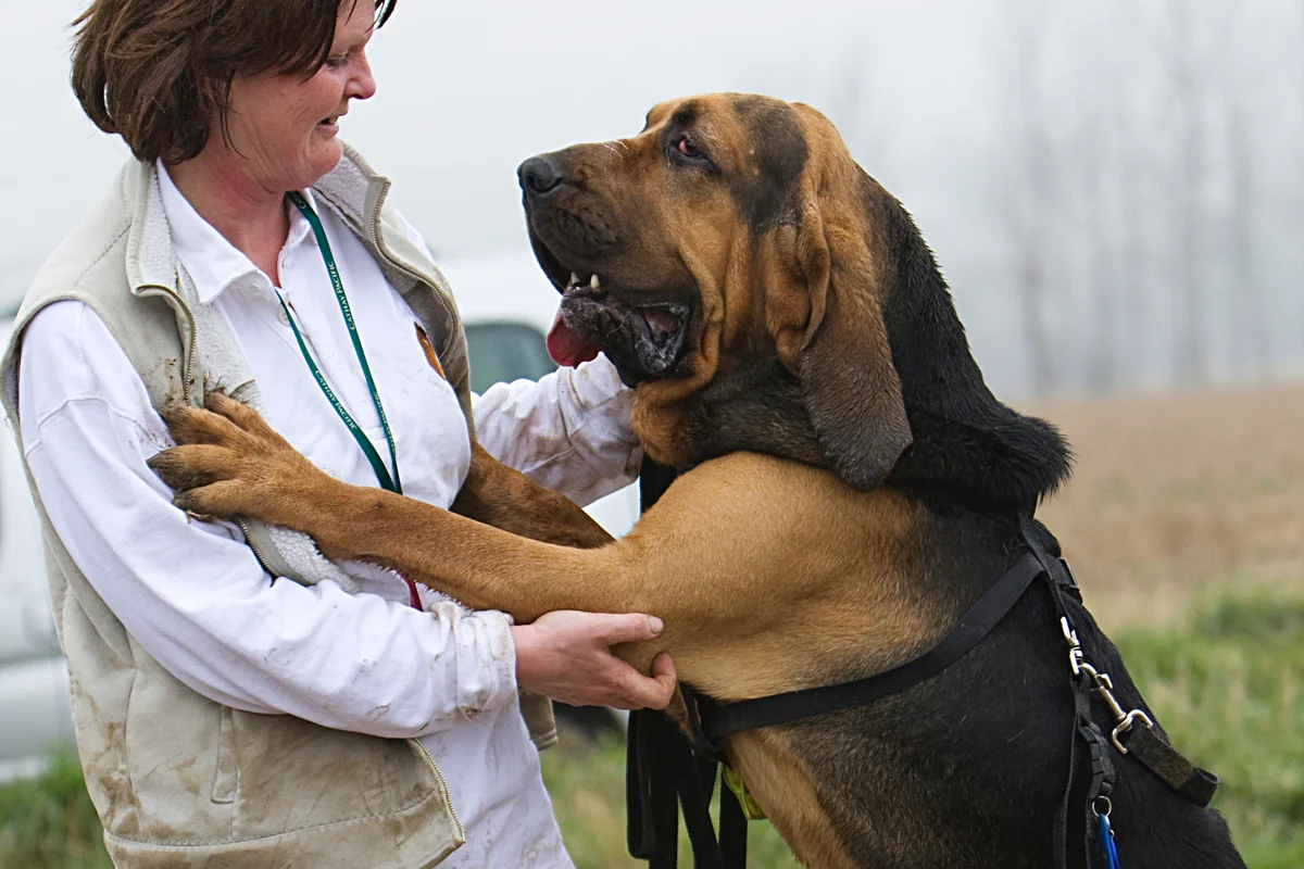 Bloodhound: advantages and disadvantages of an ancient hound breed with the character of a companion - Animals, Dog, Bloodhound, Yandex Zen, Longpost