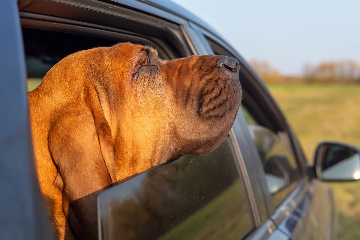 Bloodhound: advantages and disadvantages of an ancient hound breed with the character of a companion - Animals, Dog, Bloodhound, Yandex Zen, Longpost