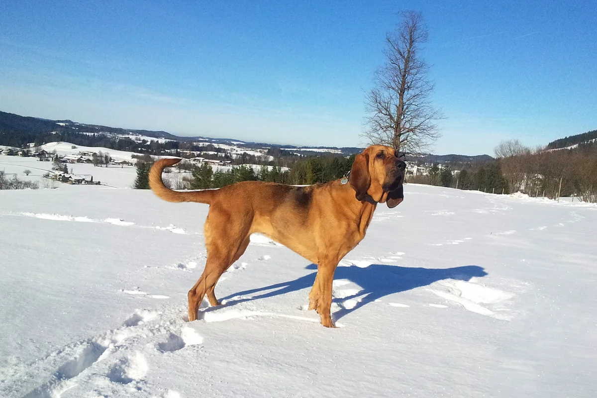 Bloodhound: advantages and disadvantages of an ancient hound breed with the character of a companion - Animals, Dog, Bloodhound, Yandex Zen, Longpost