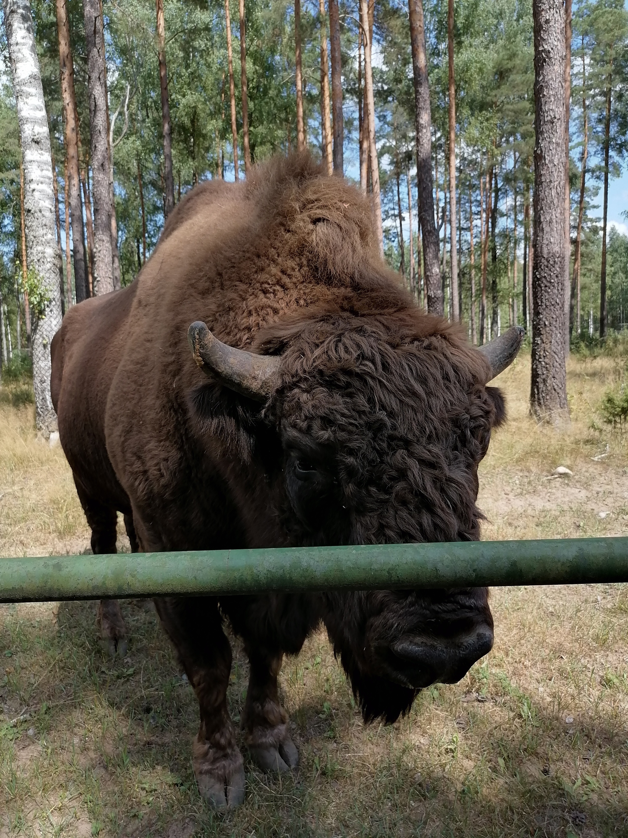 bison - My, Republic of Belarus, Bison, Longpost, The photo