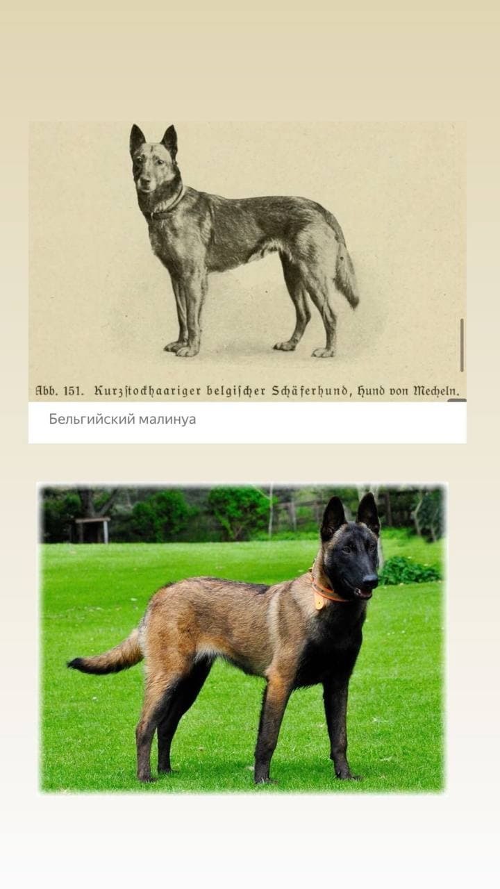 How dogs have changed in the last 100 years (part 2) - My, Dog breeds, Bull terrier, Pekingese, Airedale Terrier, Malinois, Bernese mountain dog, Poodle, Longpost, Dog