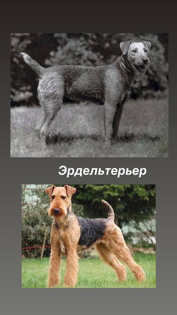 How dogs have changed in the last 100 years (part 2) - My, Dog breeds, Bull terrier, Pekingese, Airedale Terrier, Malinois, Bernese mountain dog, Poodle, Longpost, Dog