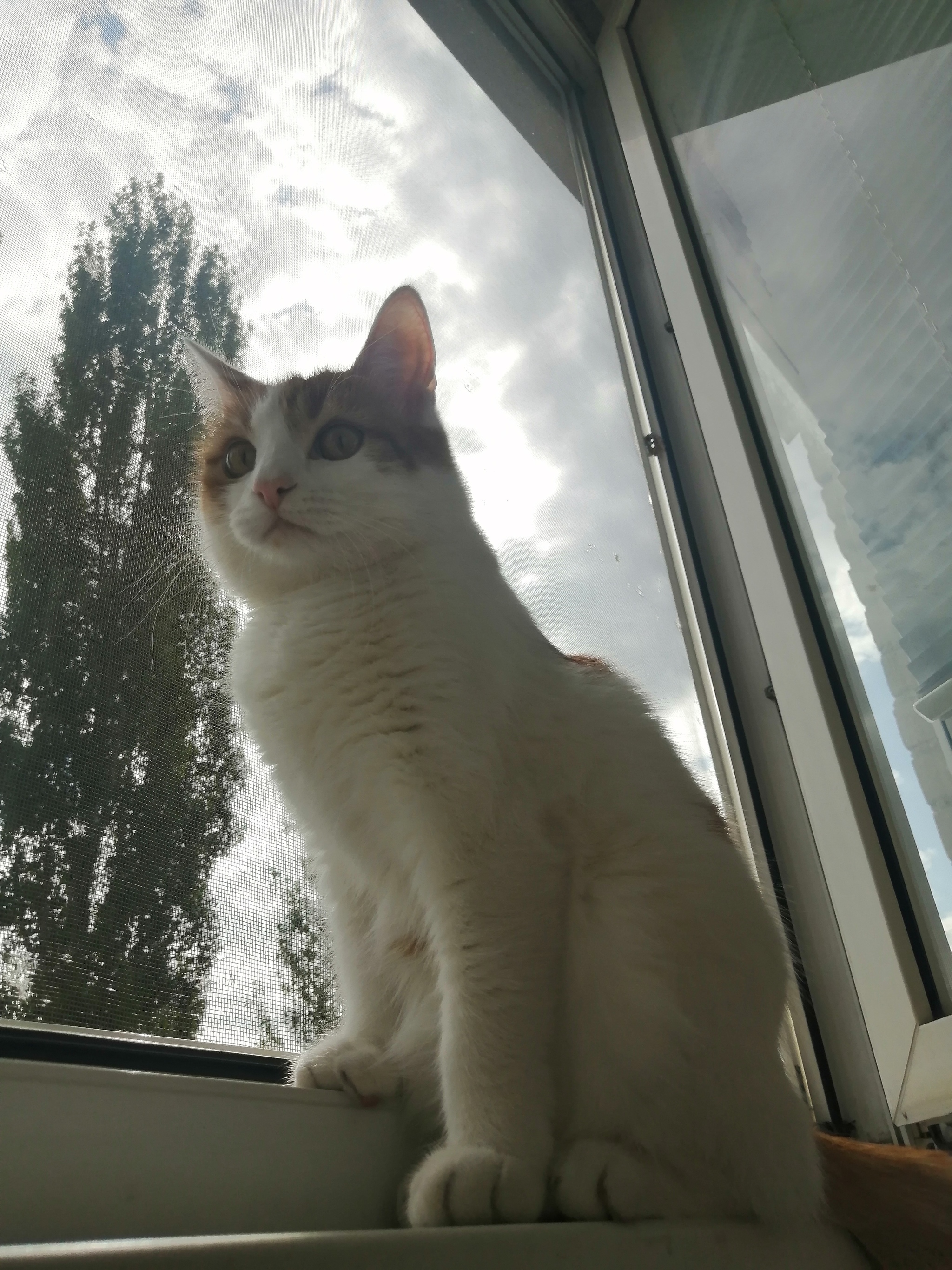 plush cat - My, cat, Balcony