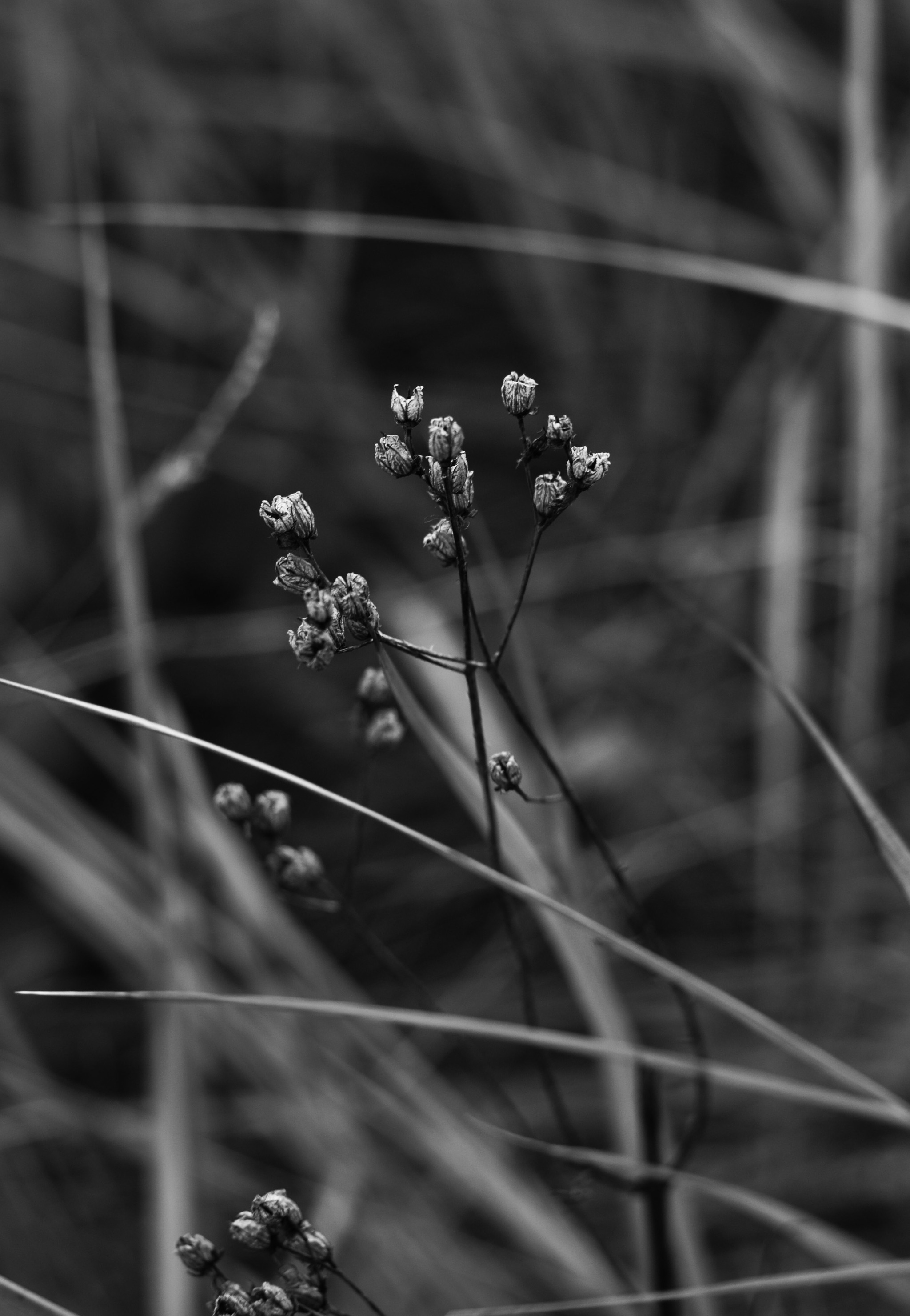 Проба пера - Моё, Красота природы, Nikon d3100, Helios44-2, Черно-белое фото, Привыкание, Увлечение, Длиннопост, Гелиос44-2