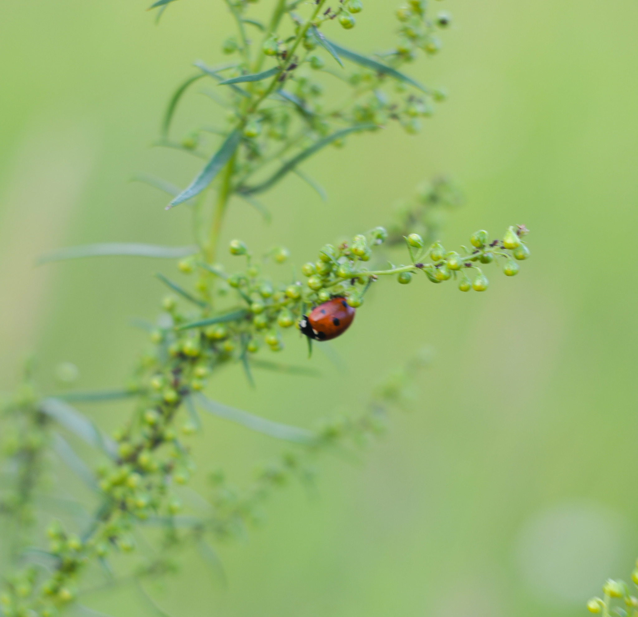 Проба пера - Моё, Красота природы, Nikon d3100, Helios44-2, Черно-белое фото, Привыкание, Увлечение, Длиннопост, Гелиос44-2