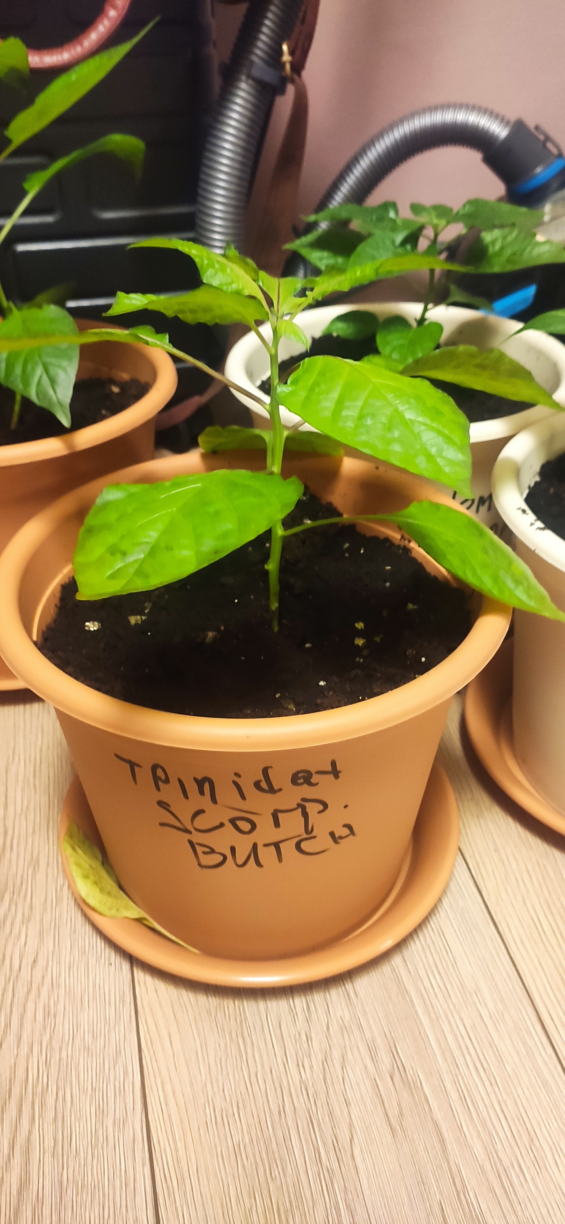 I ask for advice - My, Hot peppers, Need advice, Scorpion Trinidad, Longpost