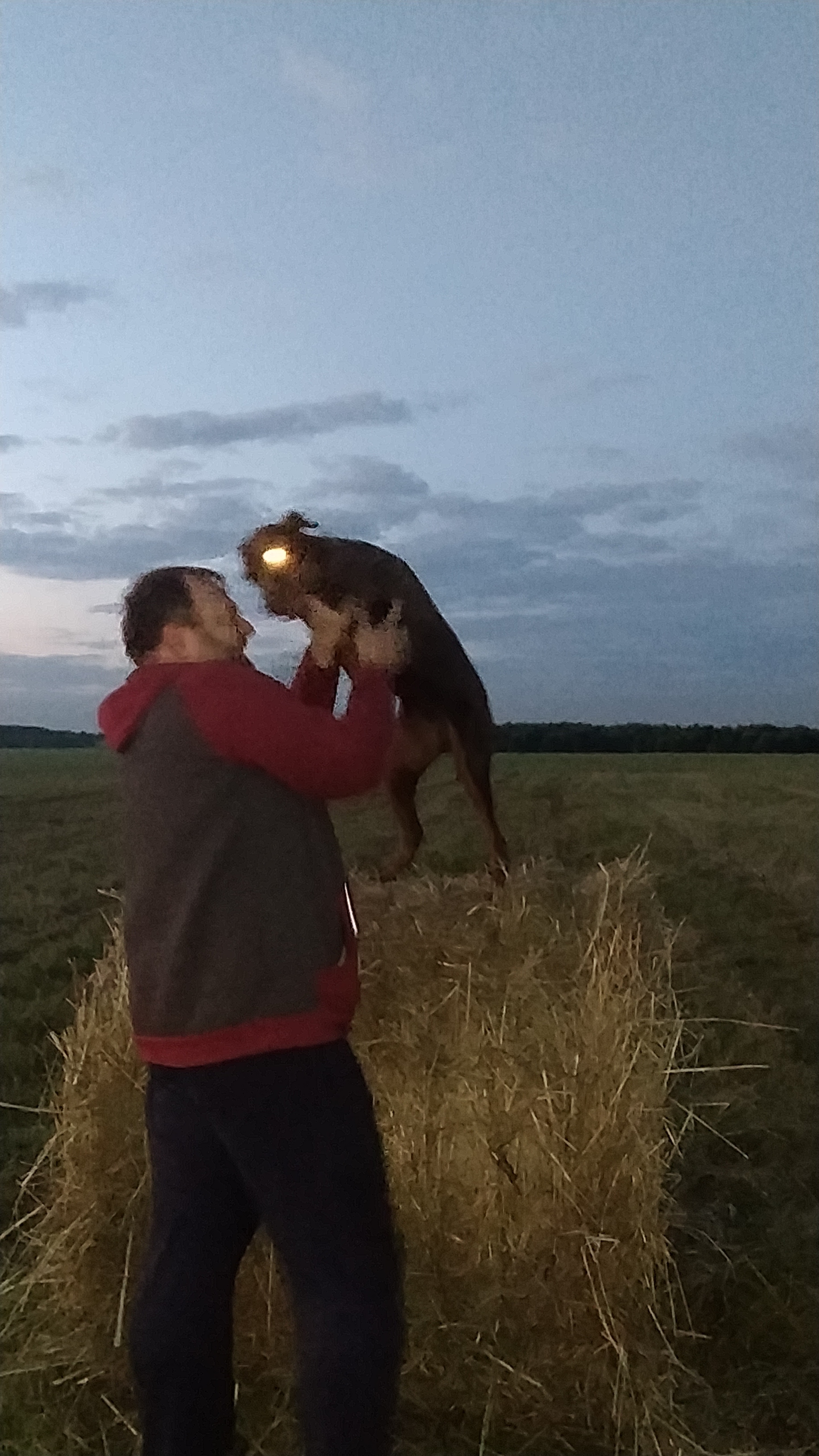 Evening walk and zombie dog - My, Dog, Doberman, dust, Longpost