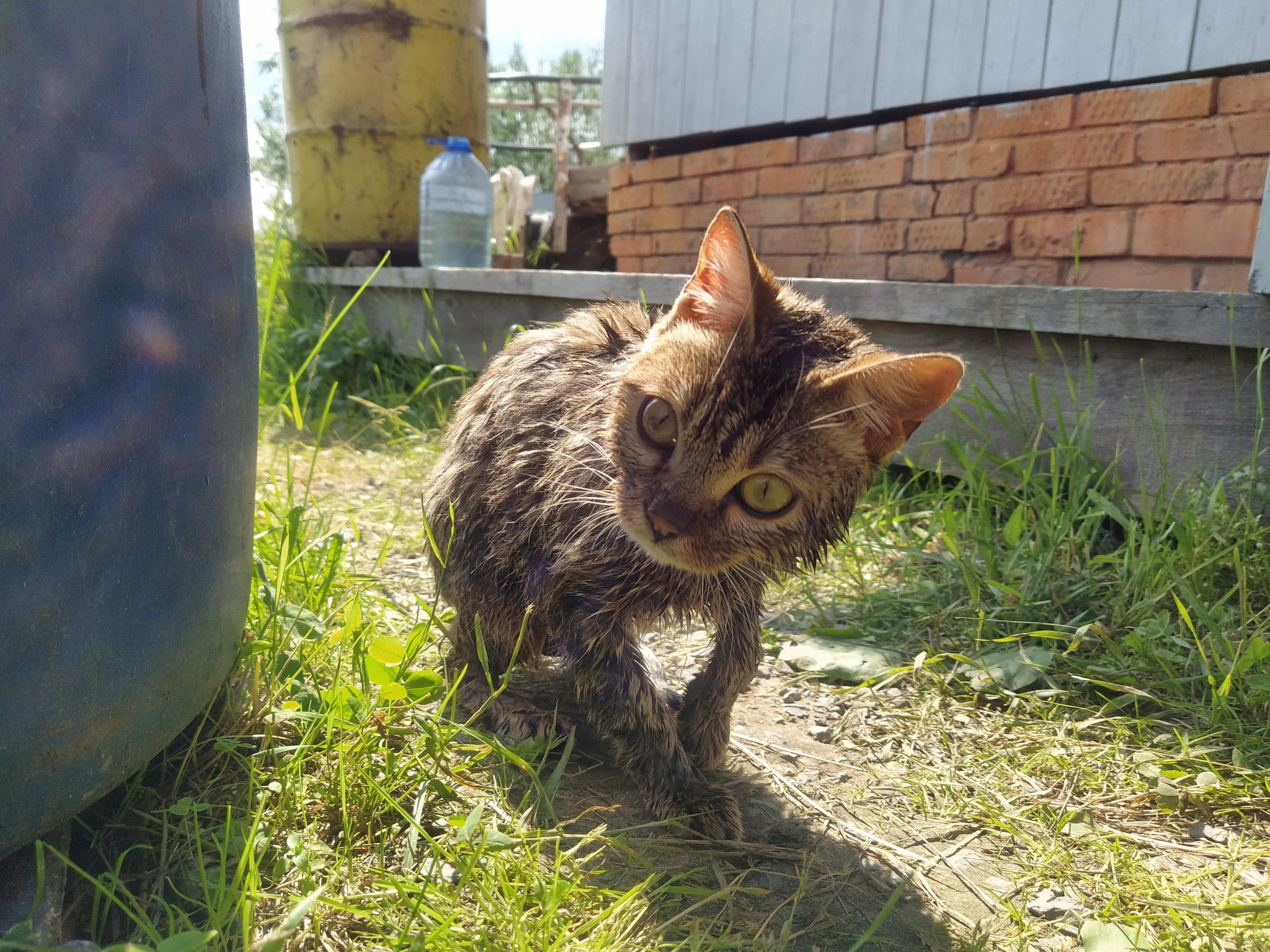 Continuation of the post The Beaten Cat Chronicles, continued - My, cat, Walk, Bengal cat, Watermelon, Dacha, Reply to post, Longpost